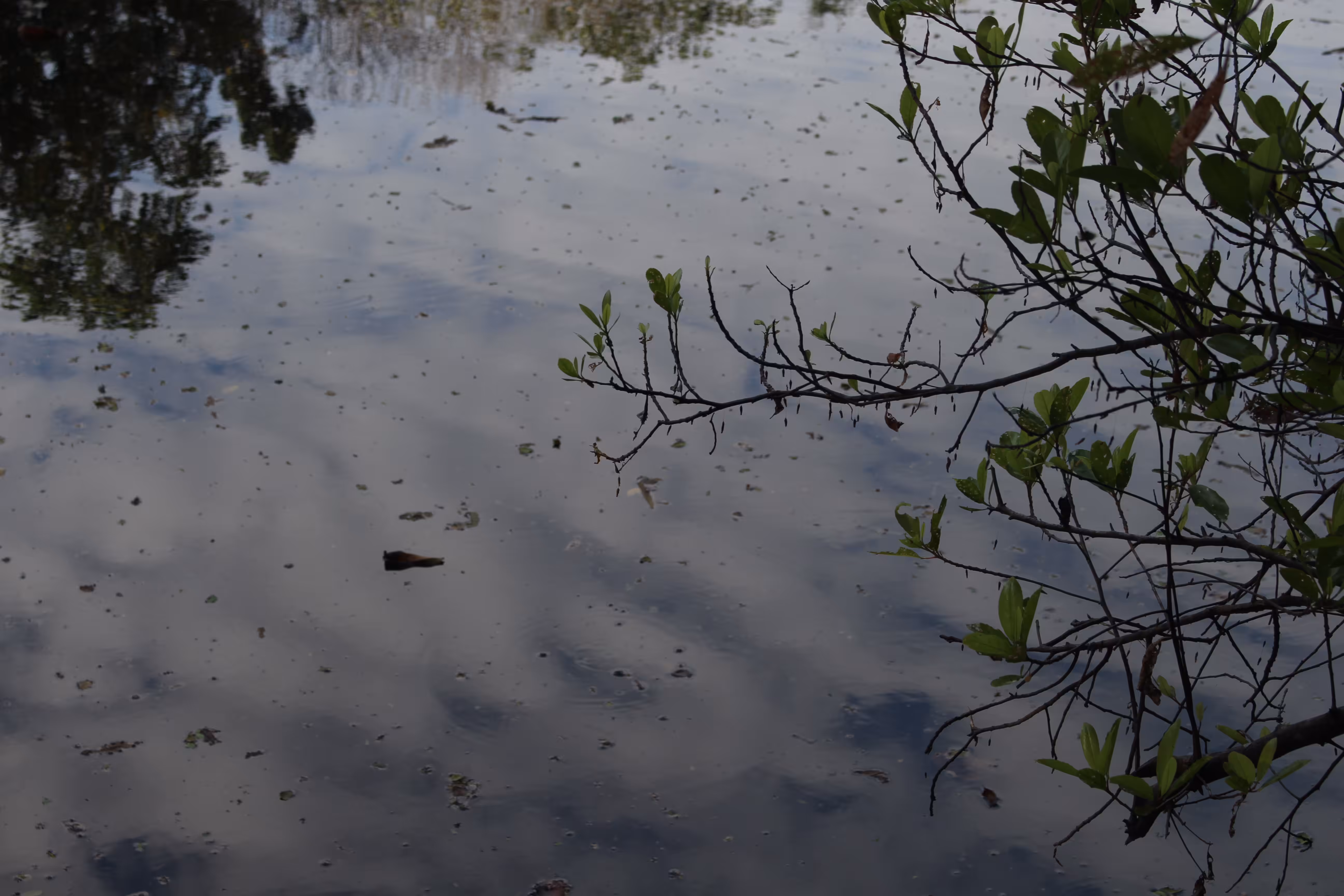 Reflection