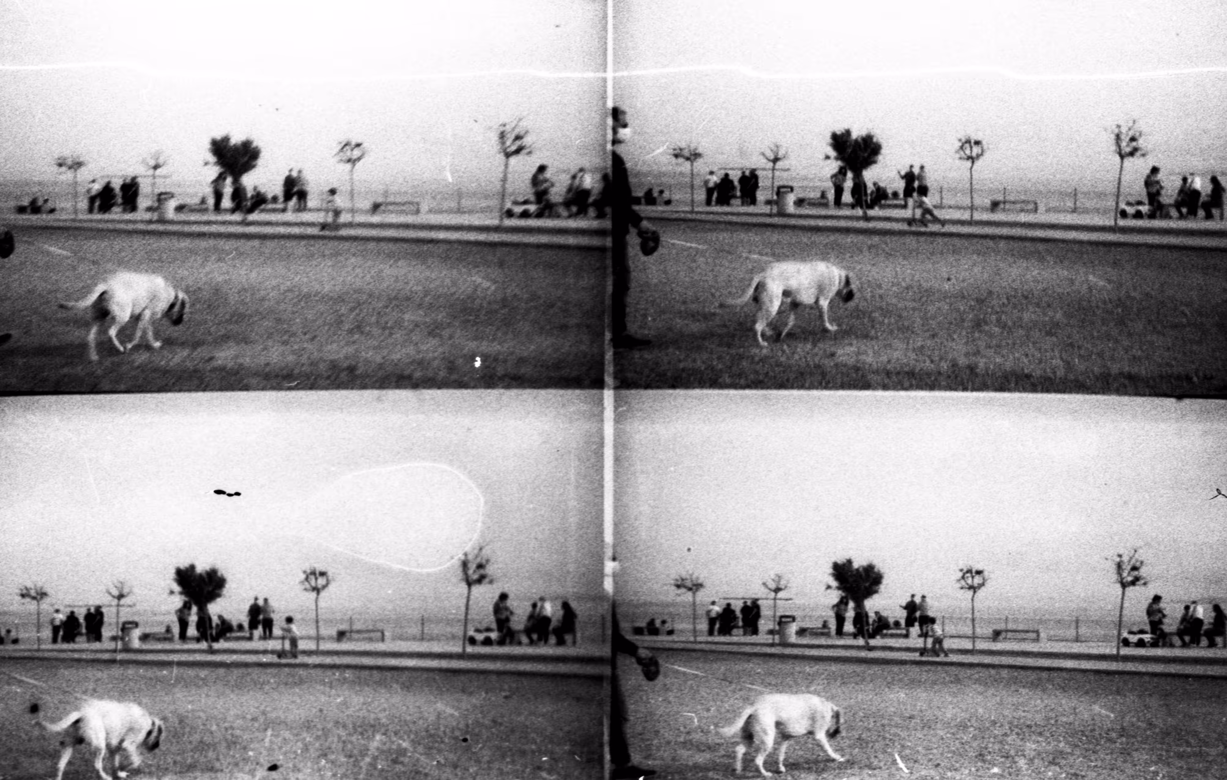Man and dog  / film 35mm, 4 lens Toy Camera