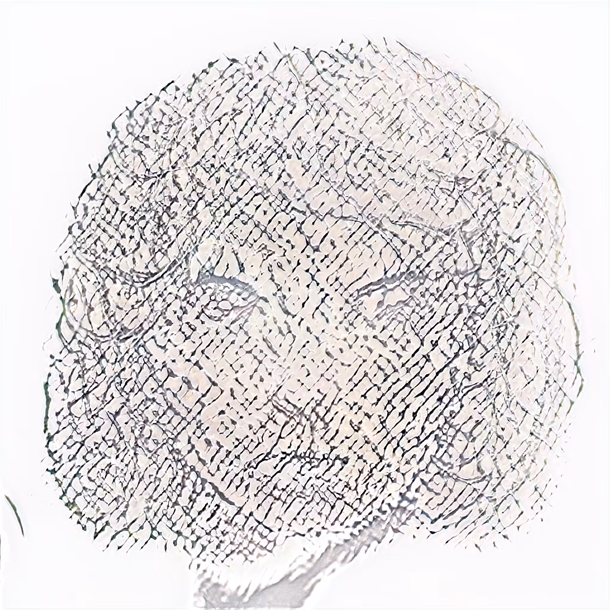 HUMANGLYPH 2