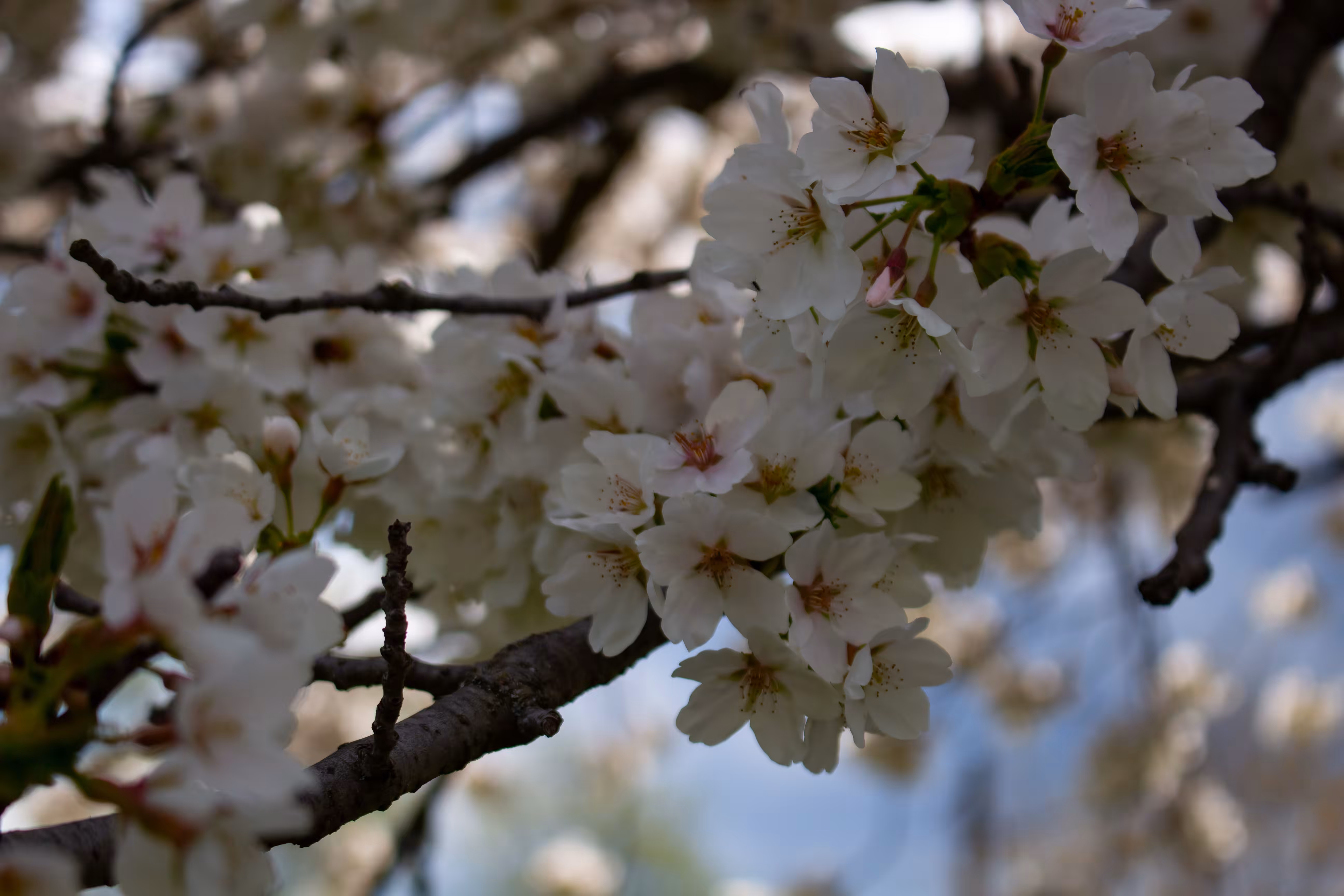 Spring Colors 1