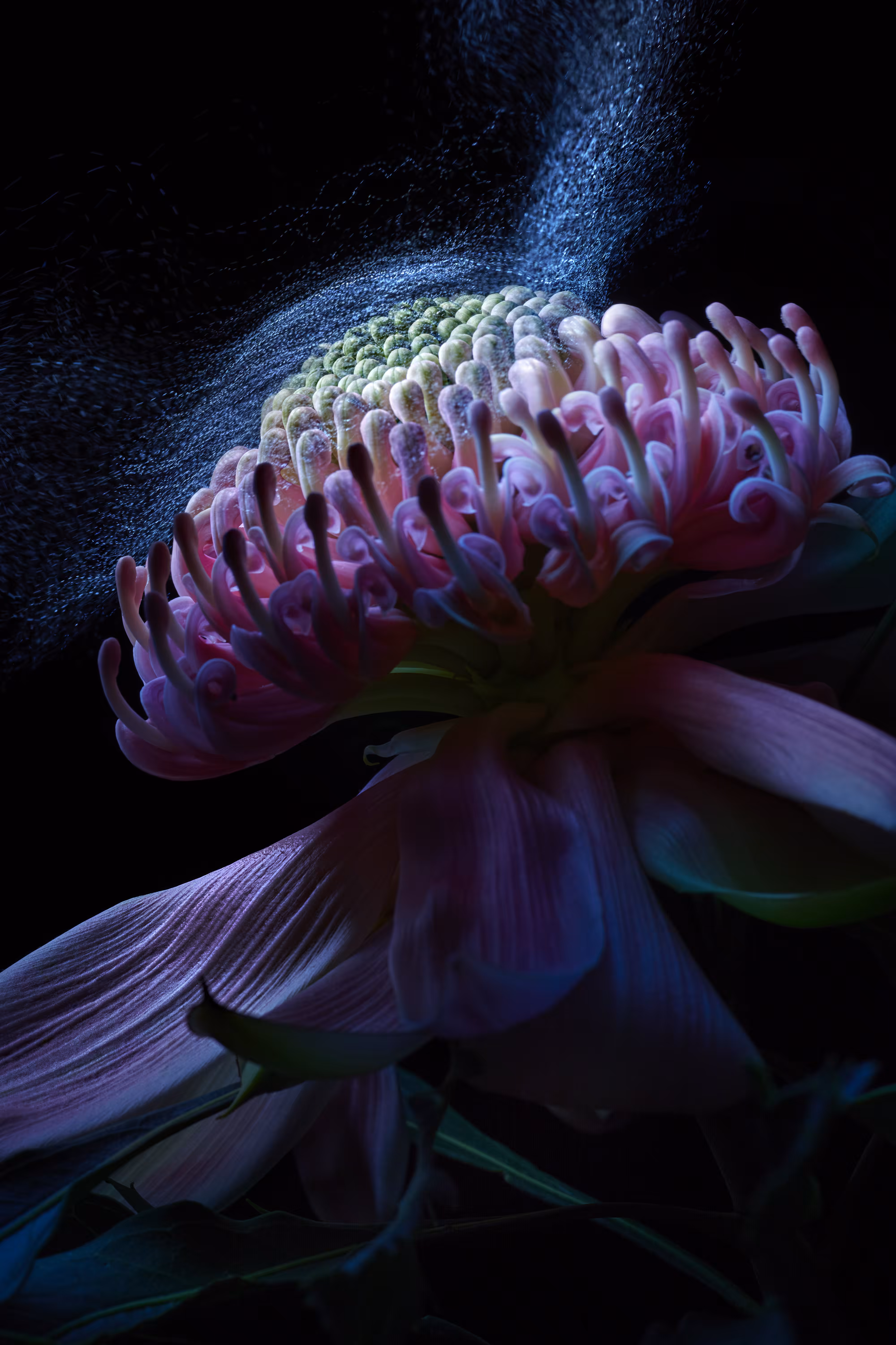 Resilience Telopea speciosissima