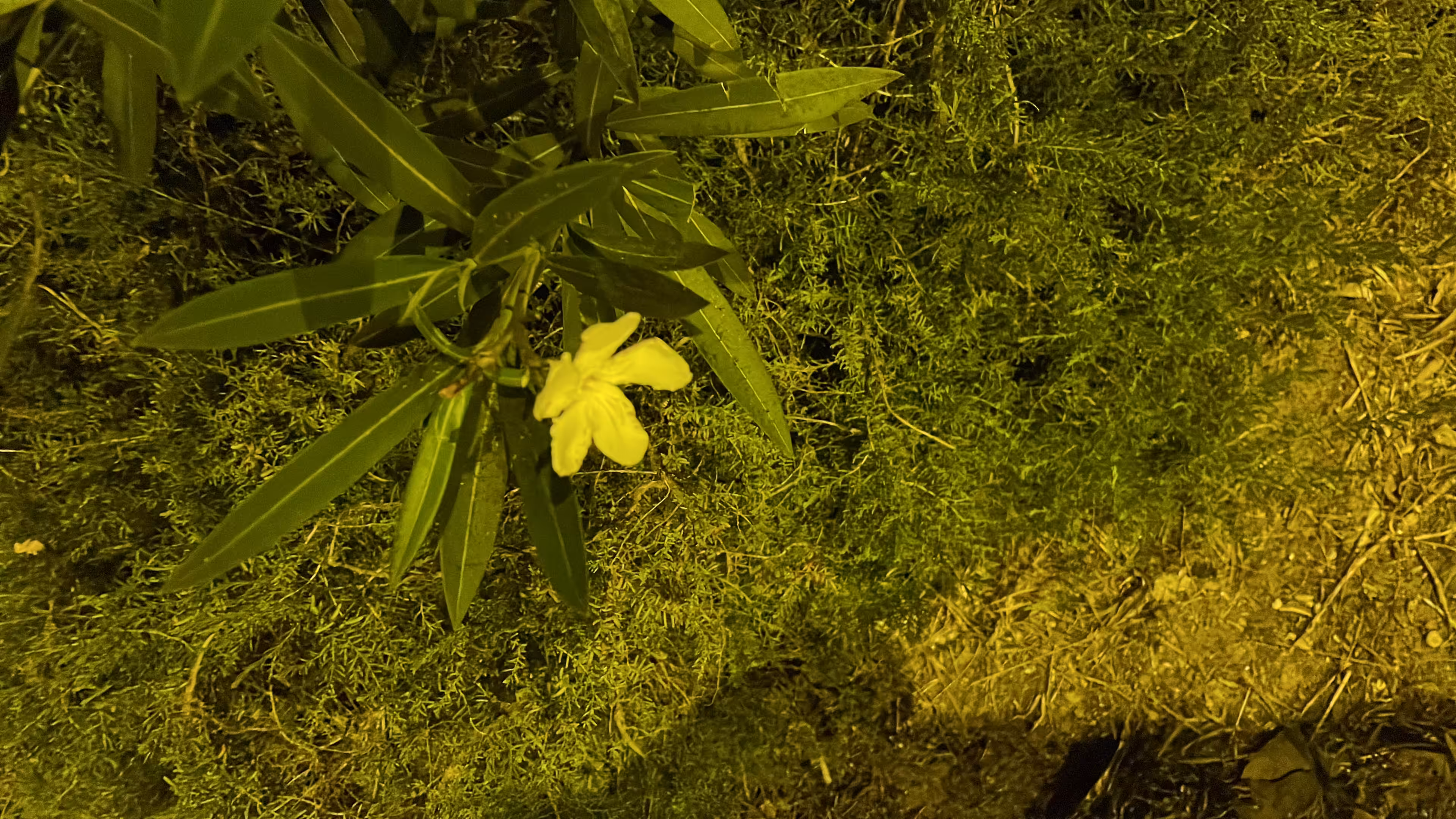 LIFE PHOTO GALLERY: NO. 35
