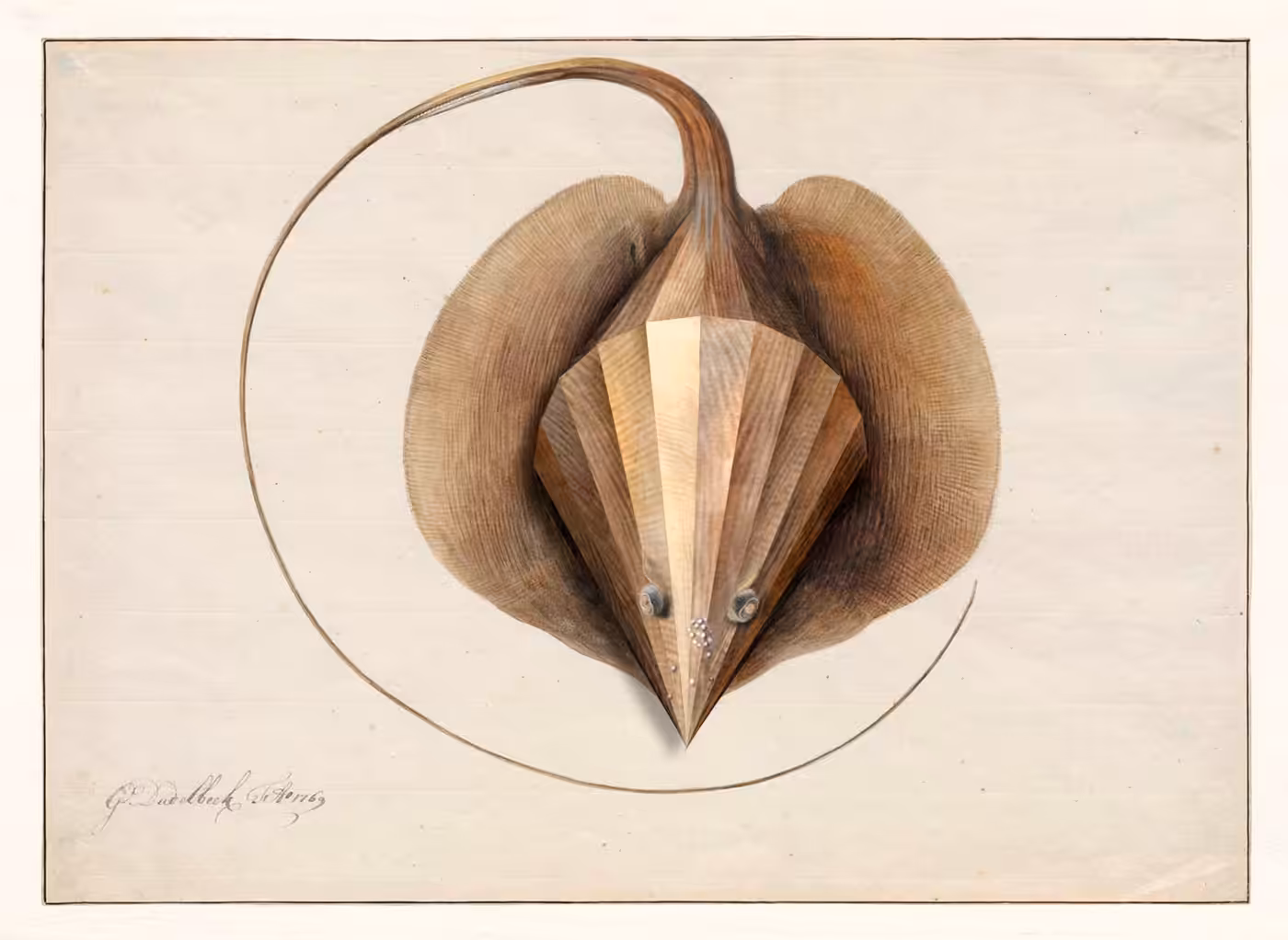 animalis polyedae VIII