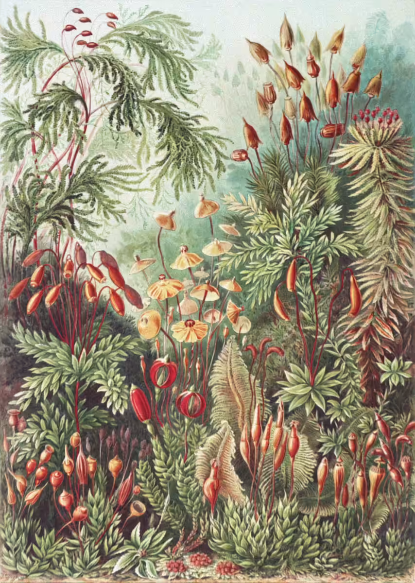 Botanical Deep Dive no.1