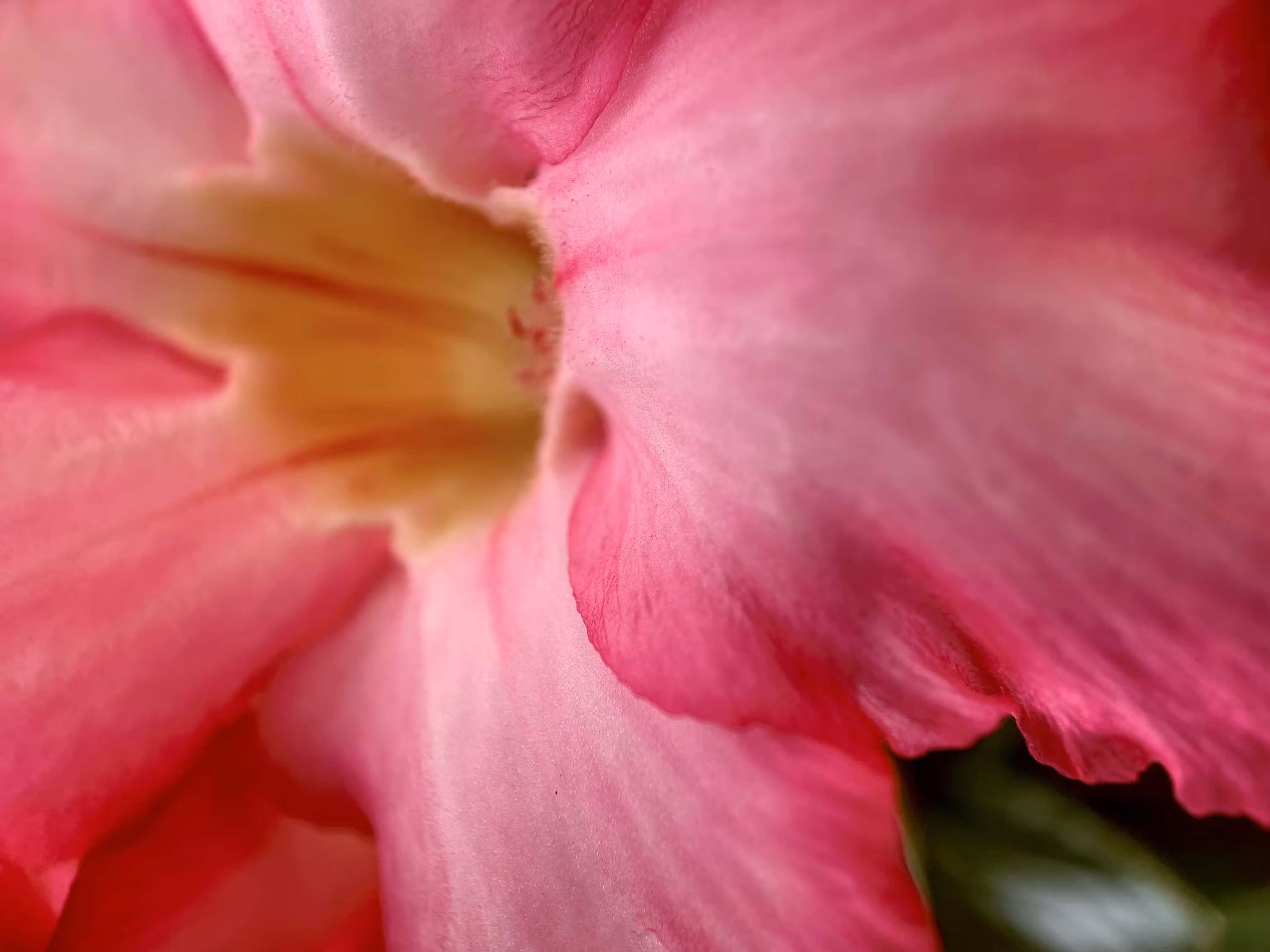 Macro Garden Series Vol. I - Humility