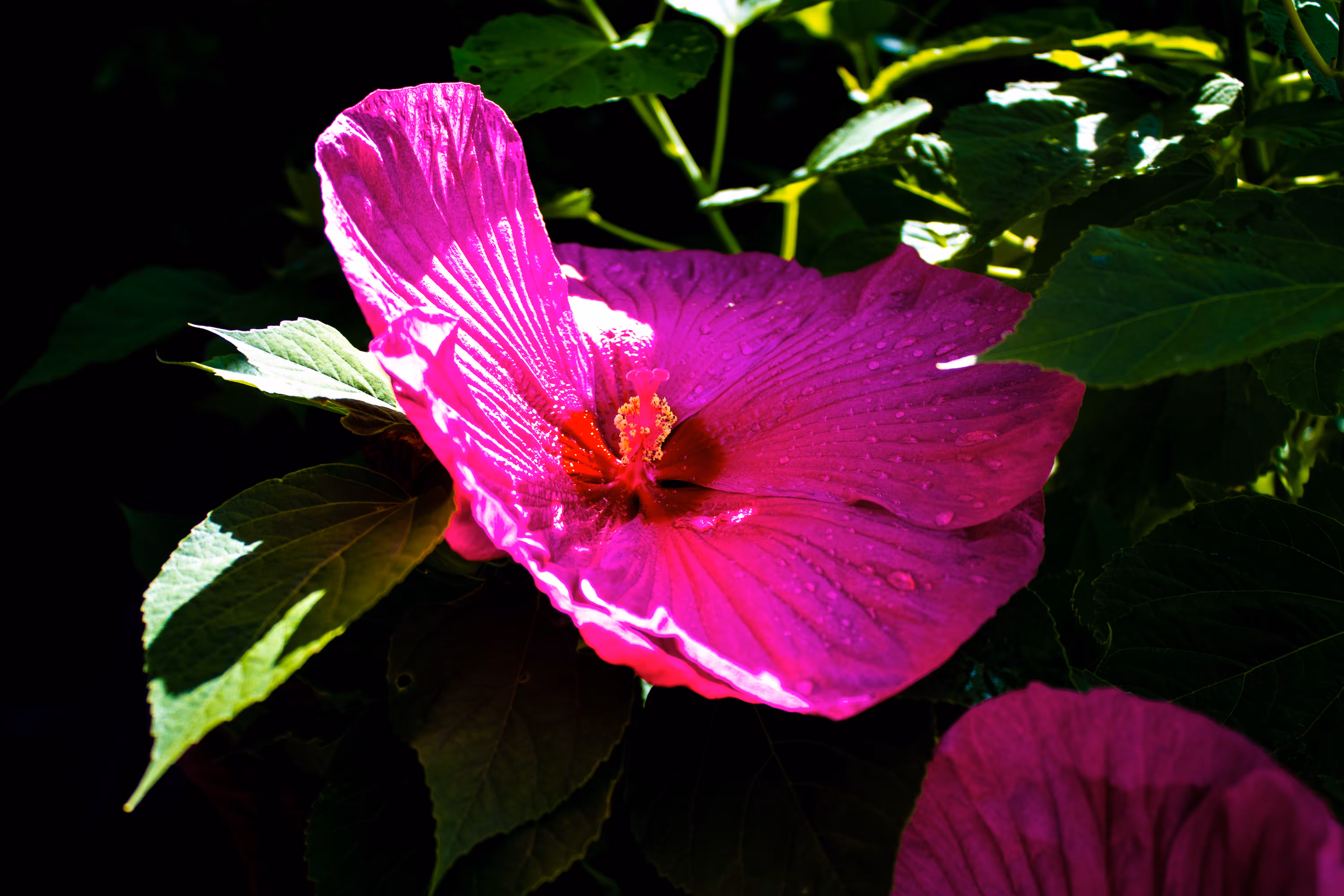 Hawaiian Hibiscus