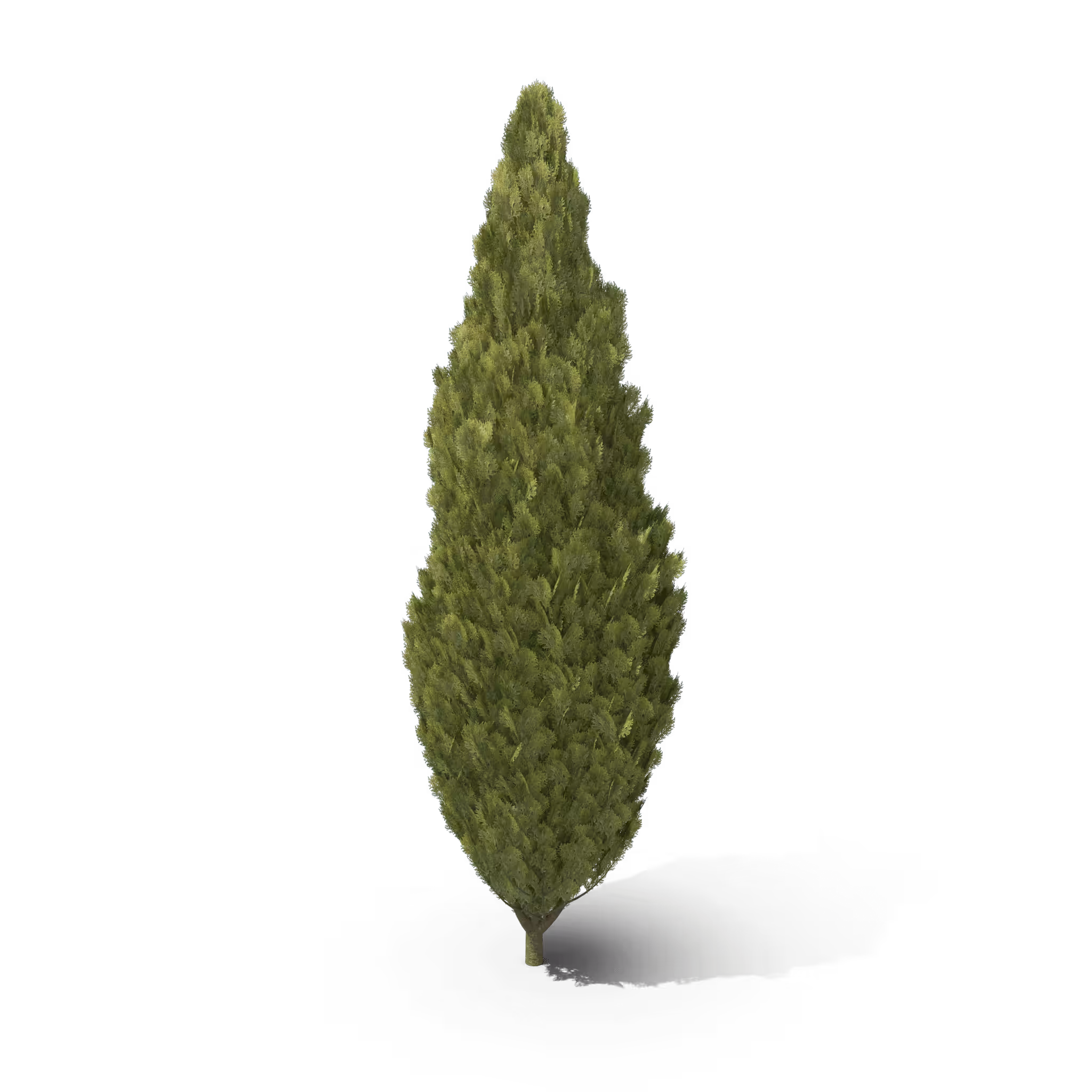 Your Tree I Cupressus