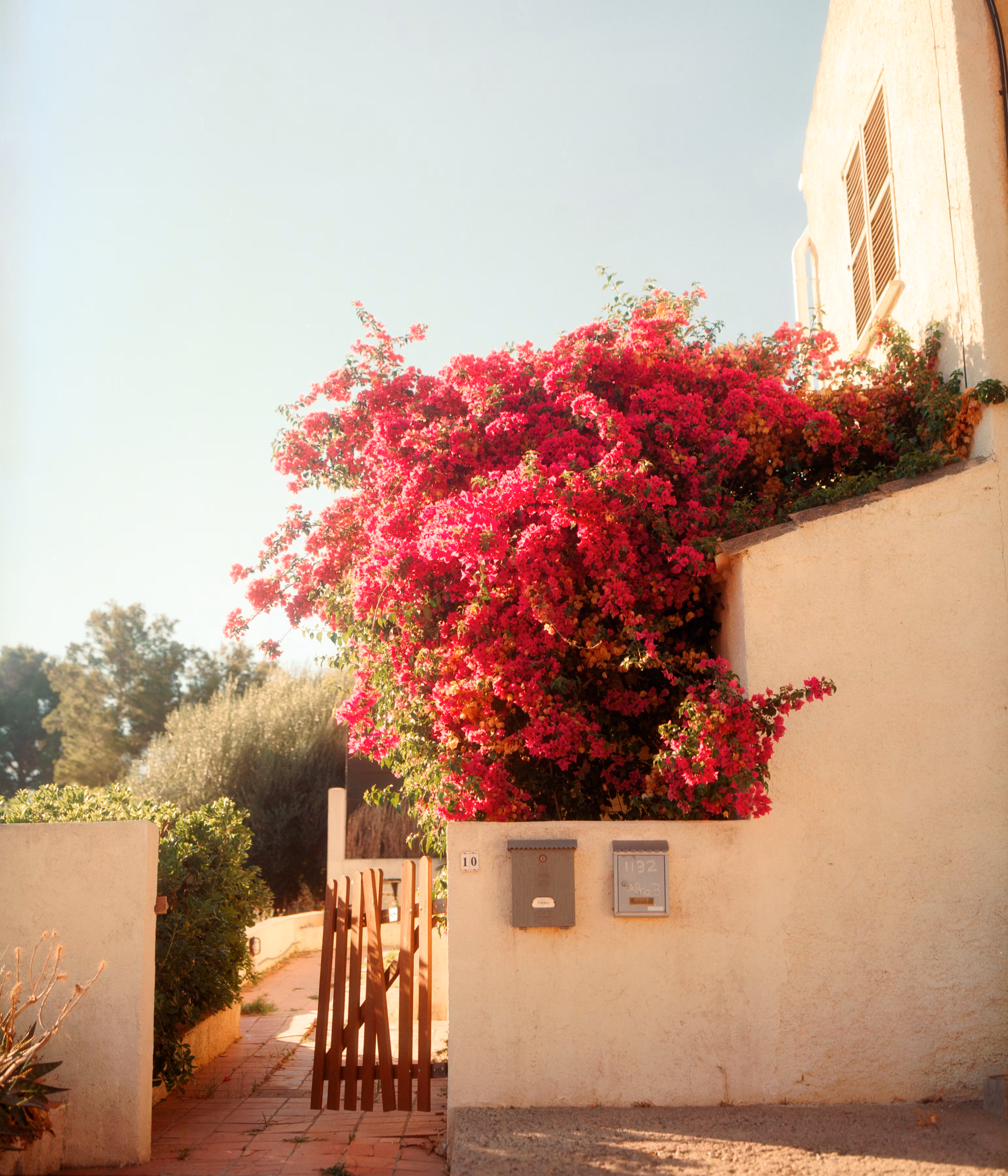 Bloom #1 - Pink Entry