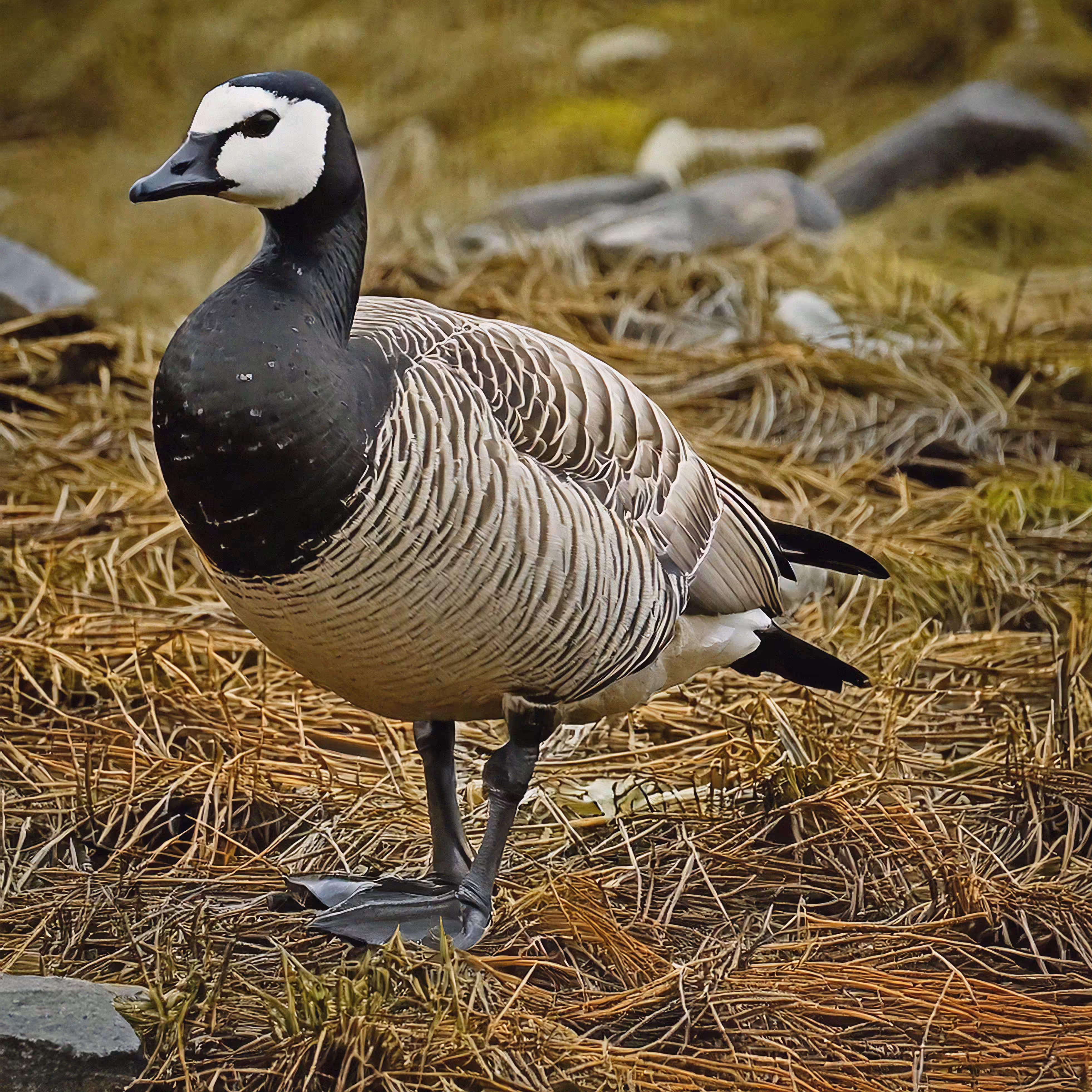 Branta leucopsis