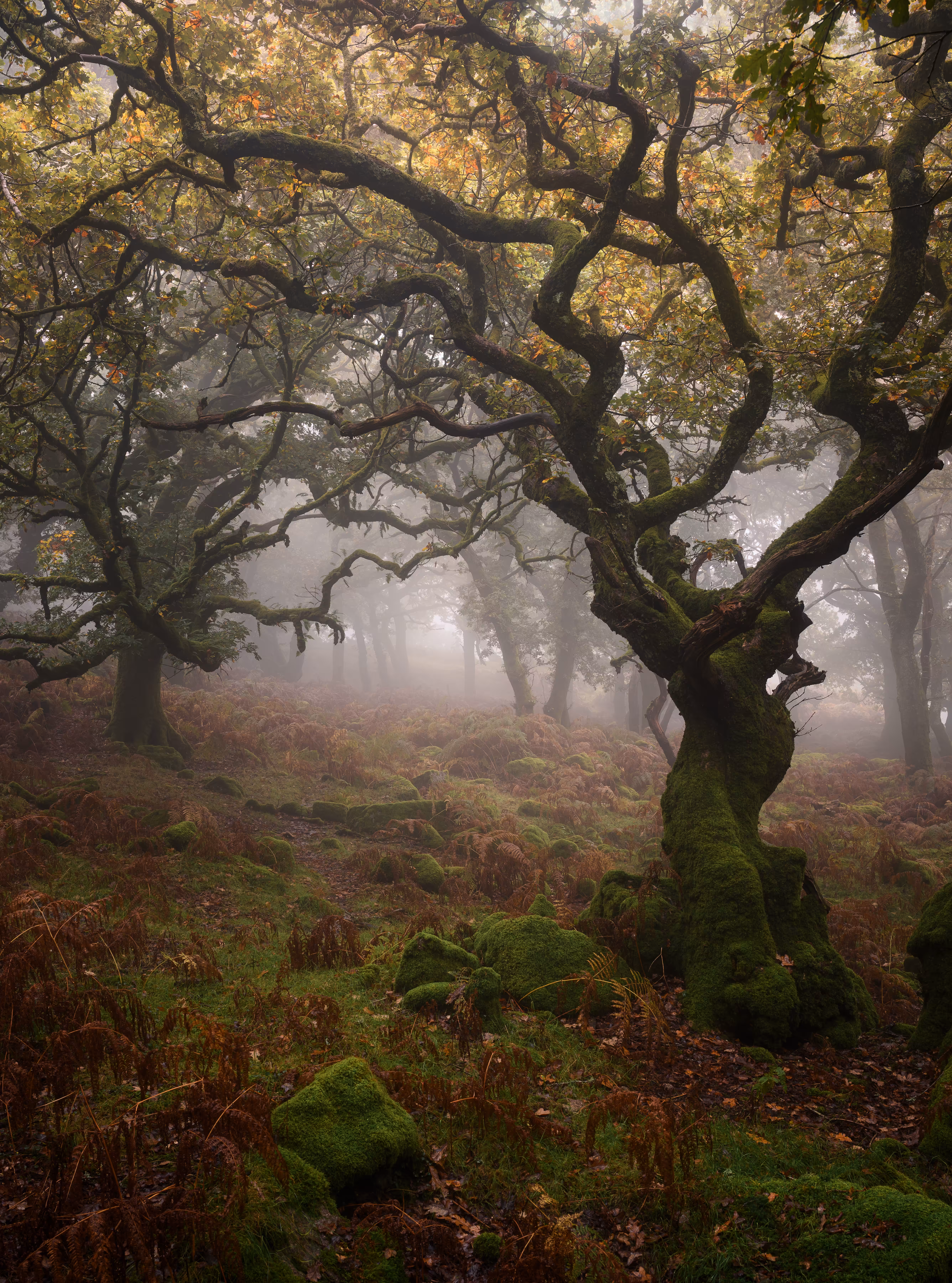 A Dartmoor Dream