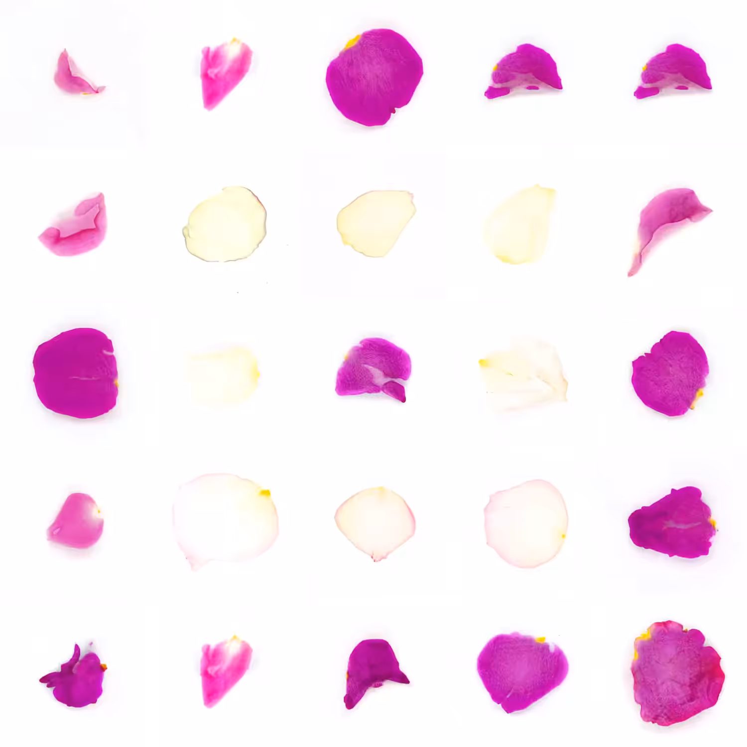 Infinite Petals 5x5#20032