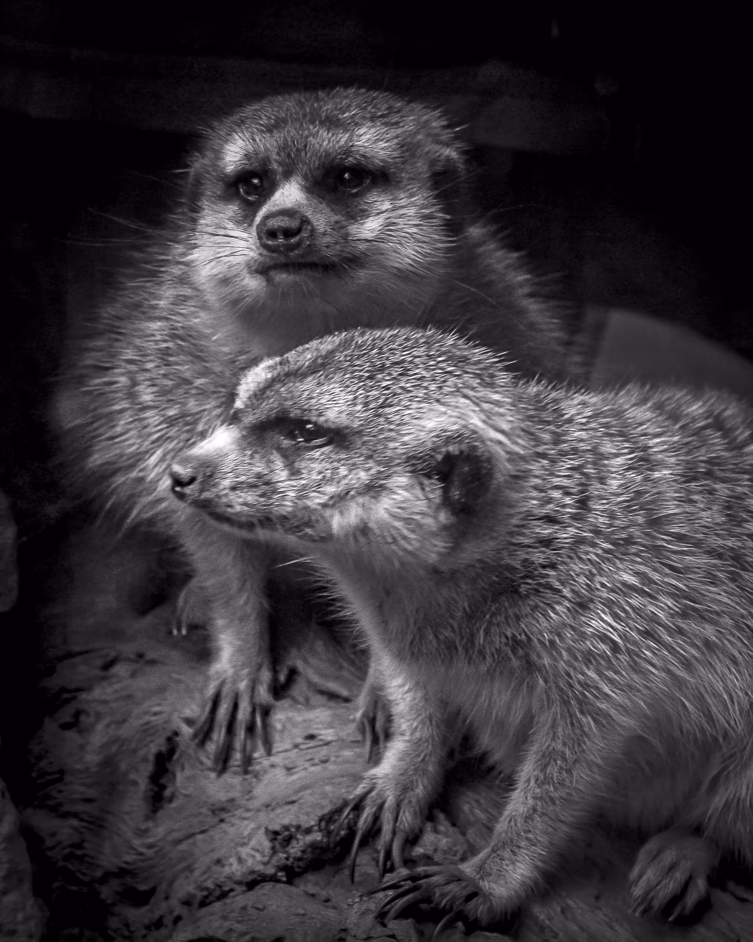 Meerkats