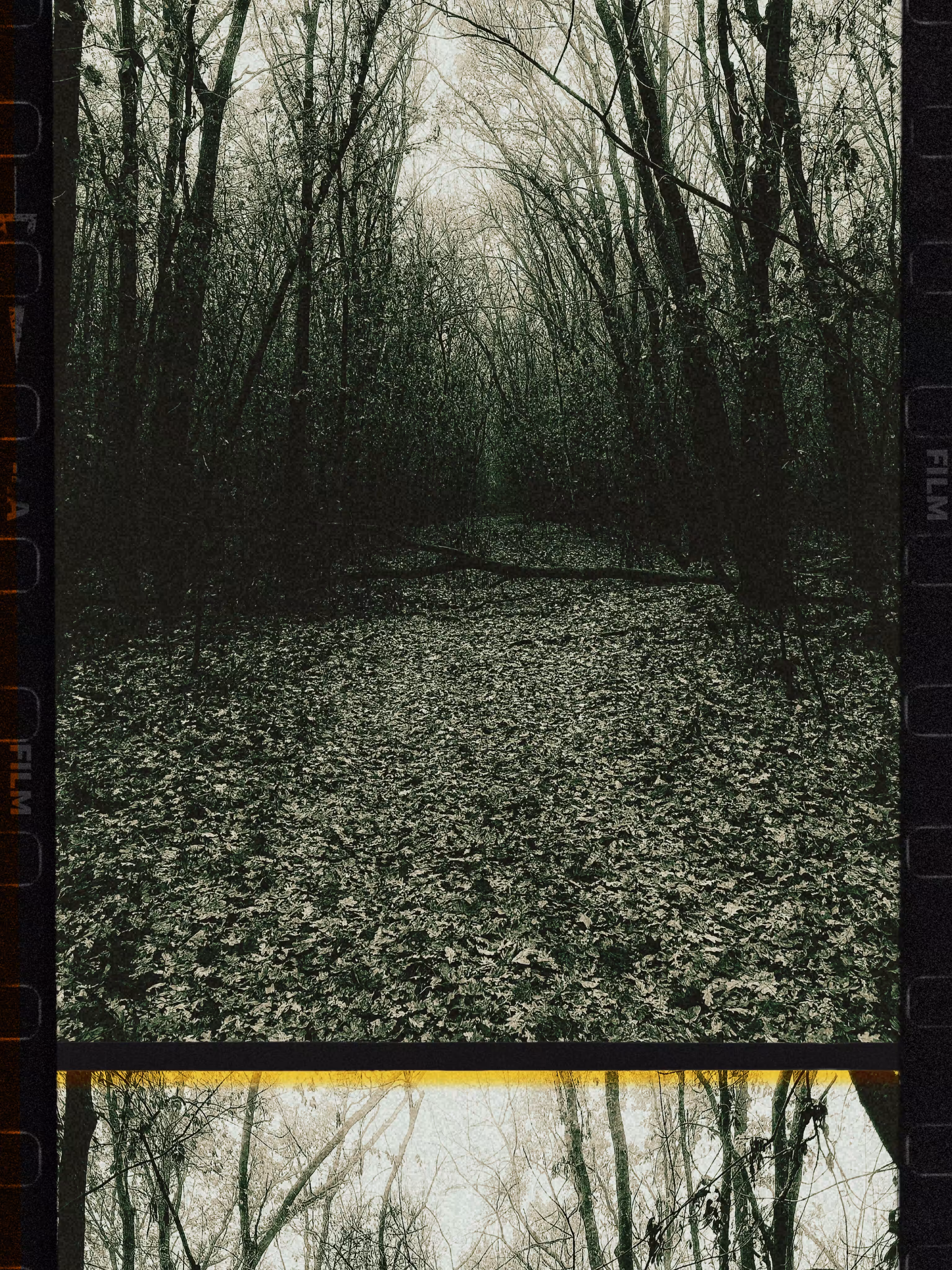 In the forest thicket 