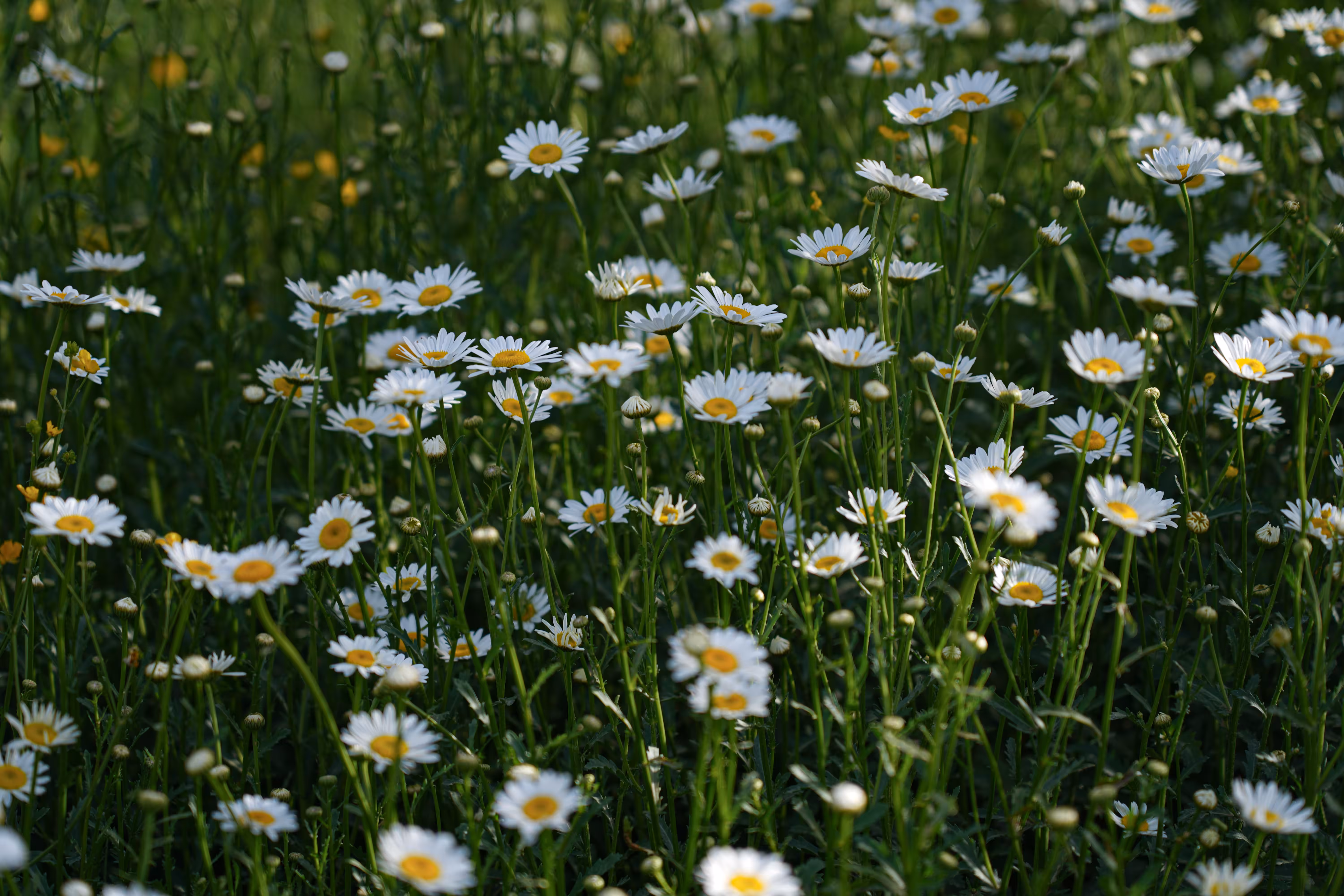 flowers: Sea of ​​Pearls