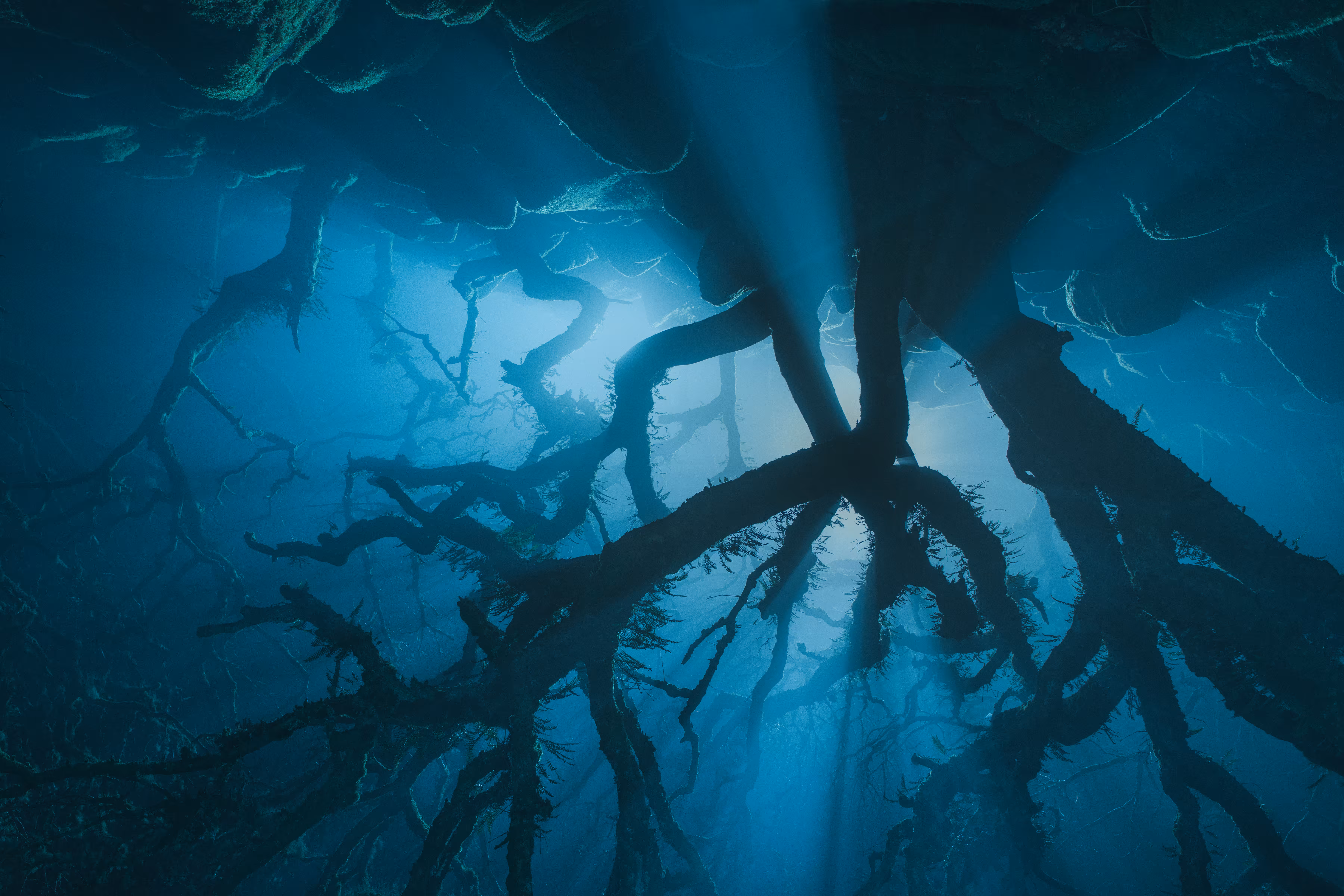 The Upside Down IV