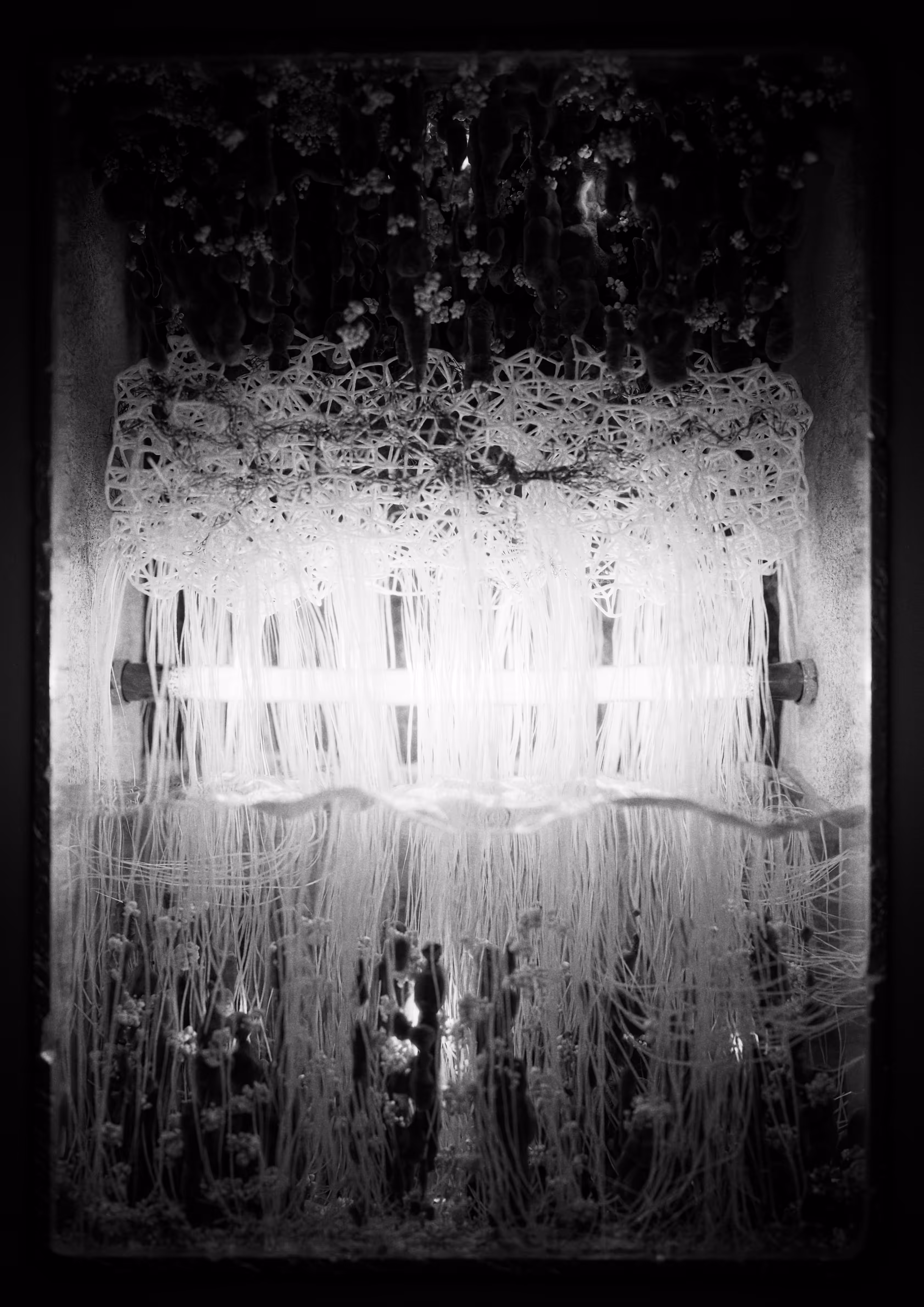 Symplasma: Experiment #6