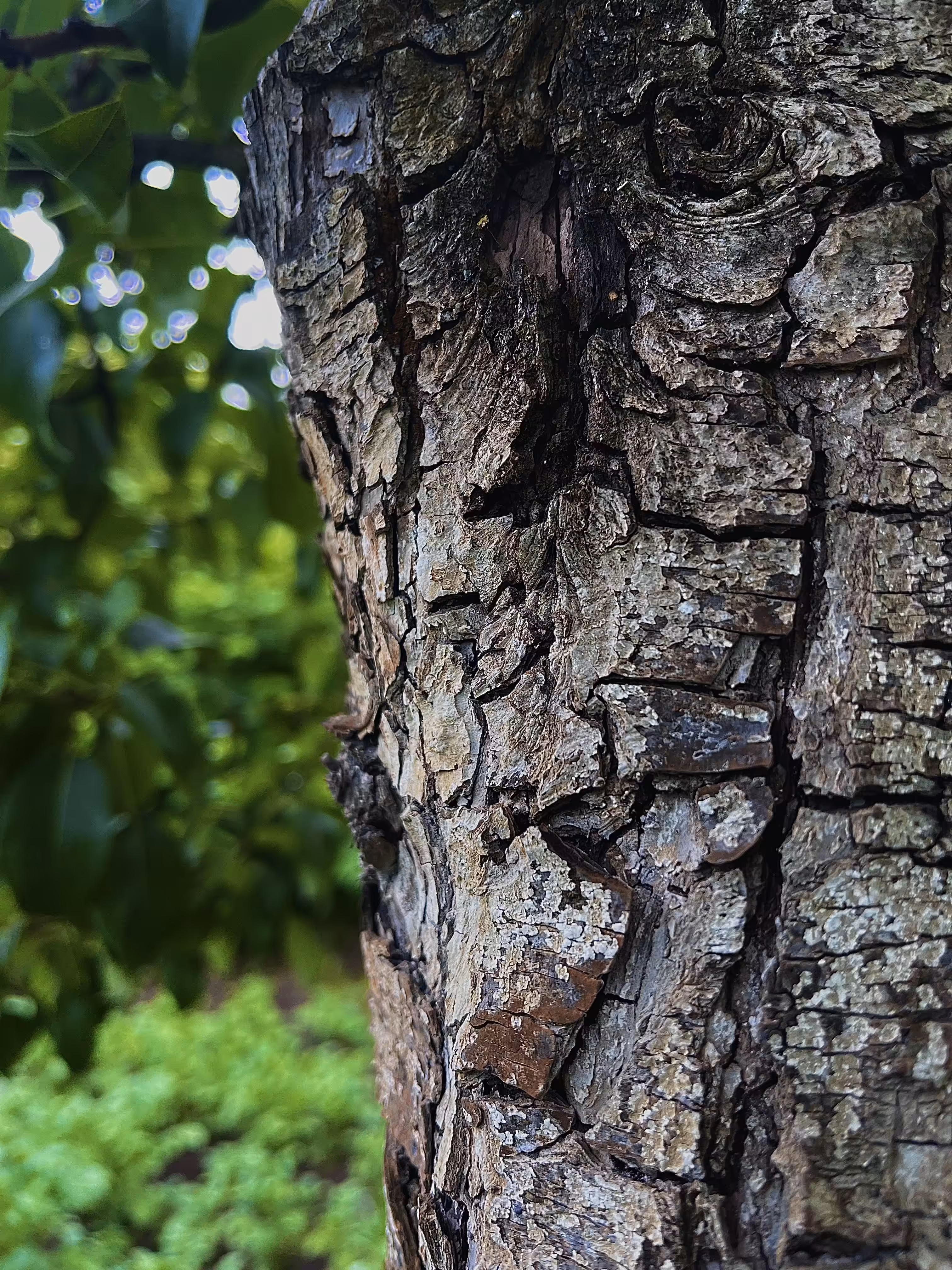 The bark of a pear tree, in my mother's garden