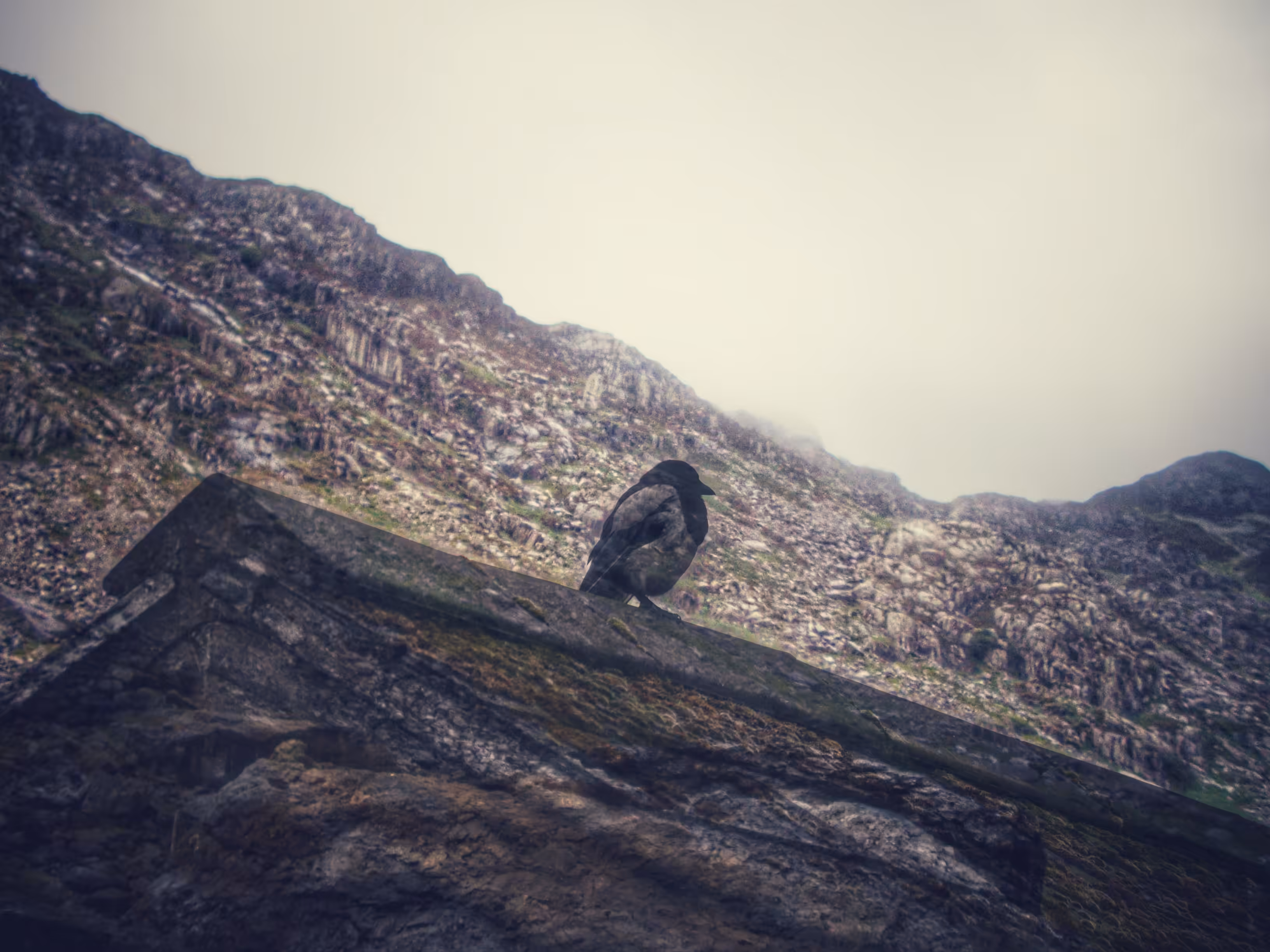 Magpie of the Mountain