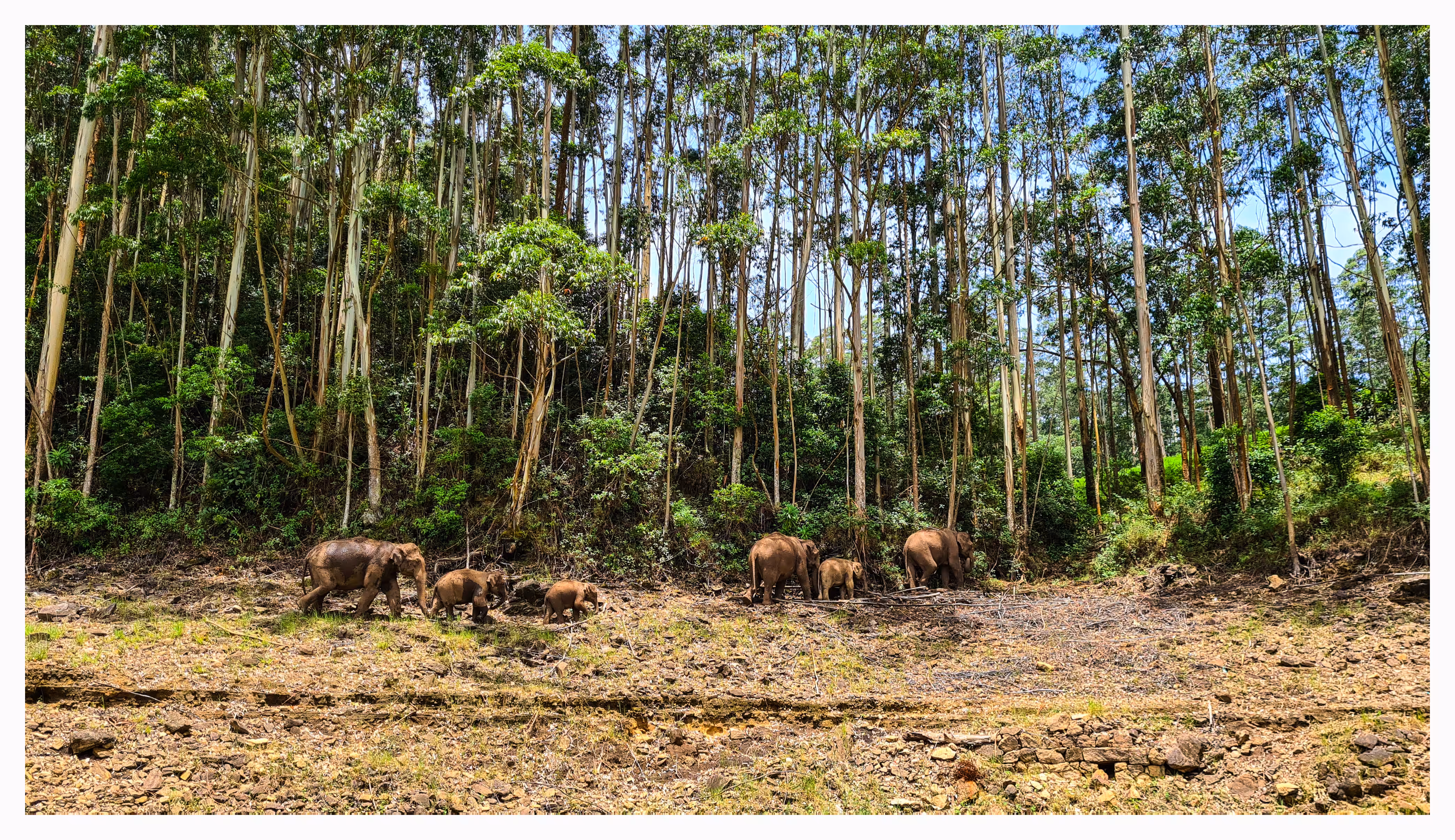 Wildscapes I