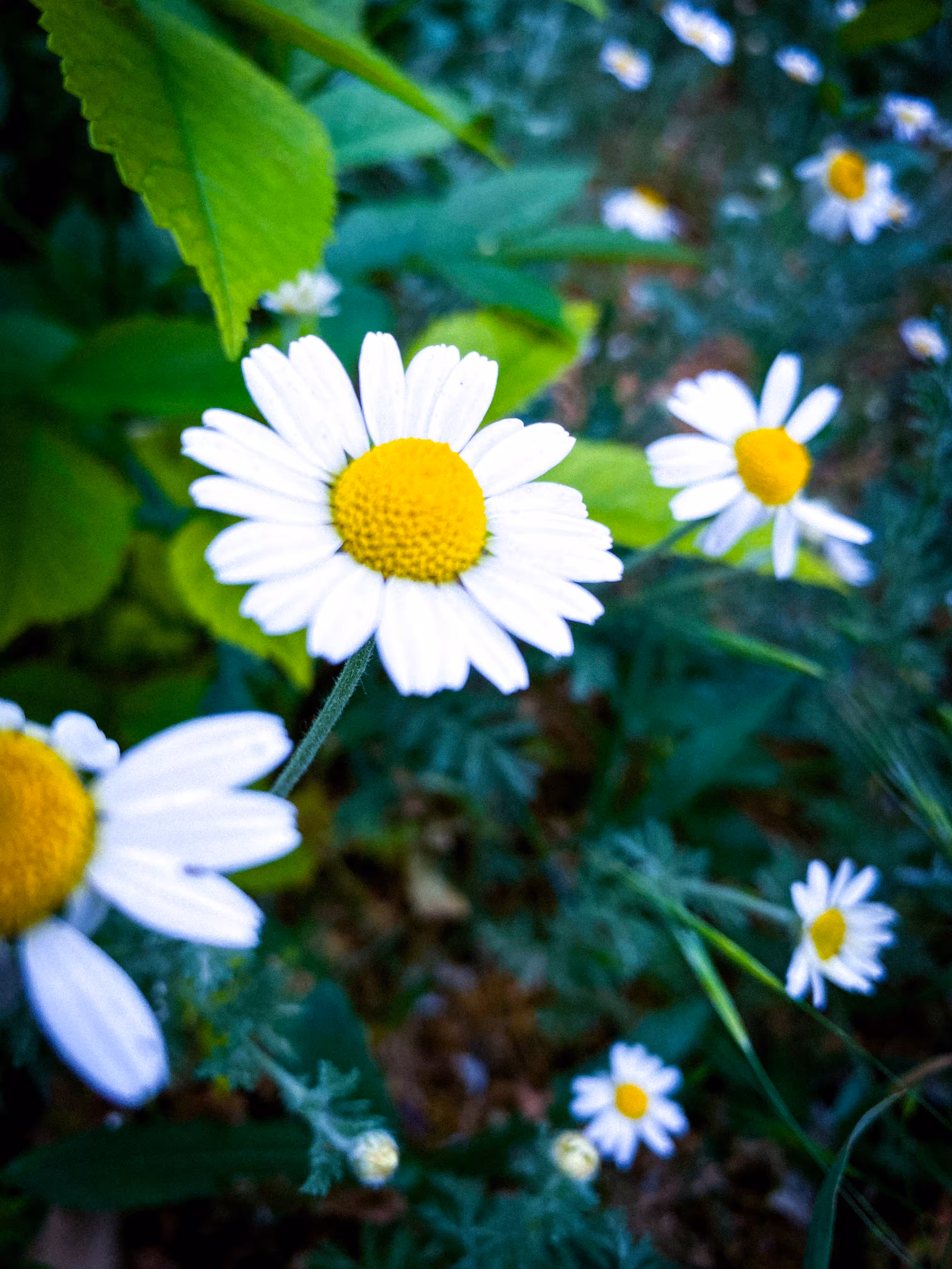 Little miracle with petals