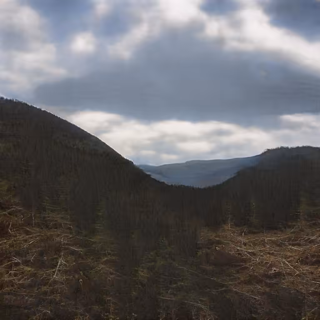 Fabricating Future Forests 0058
