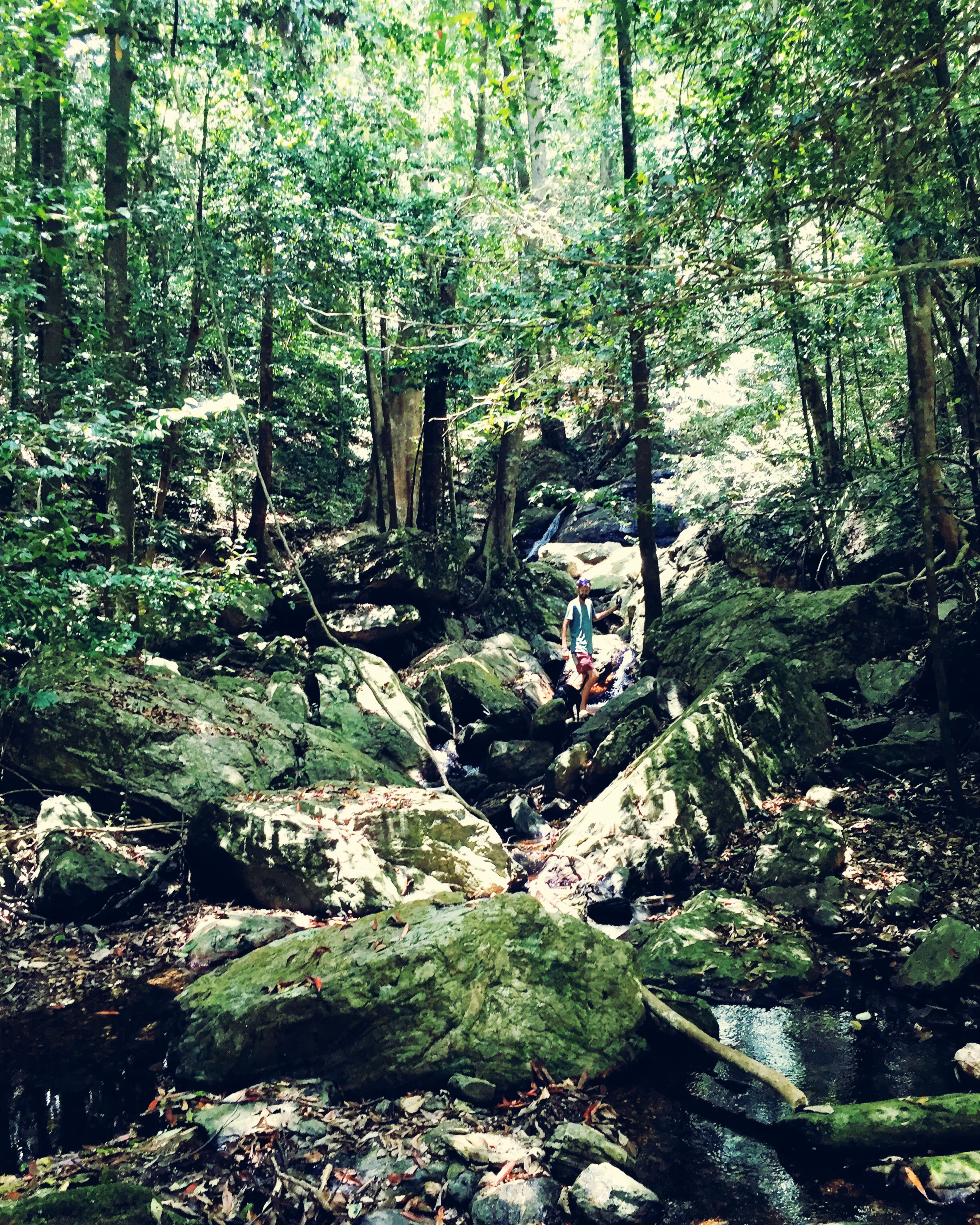 17. Moss