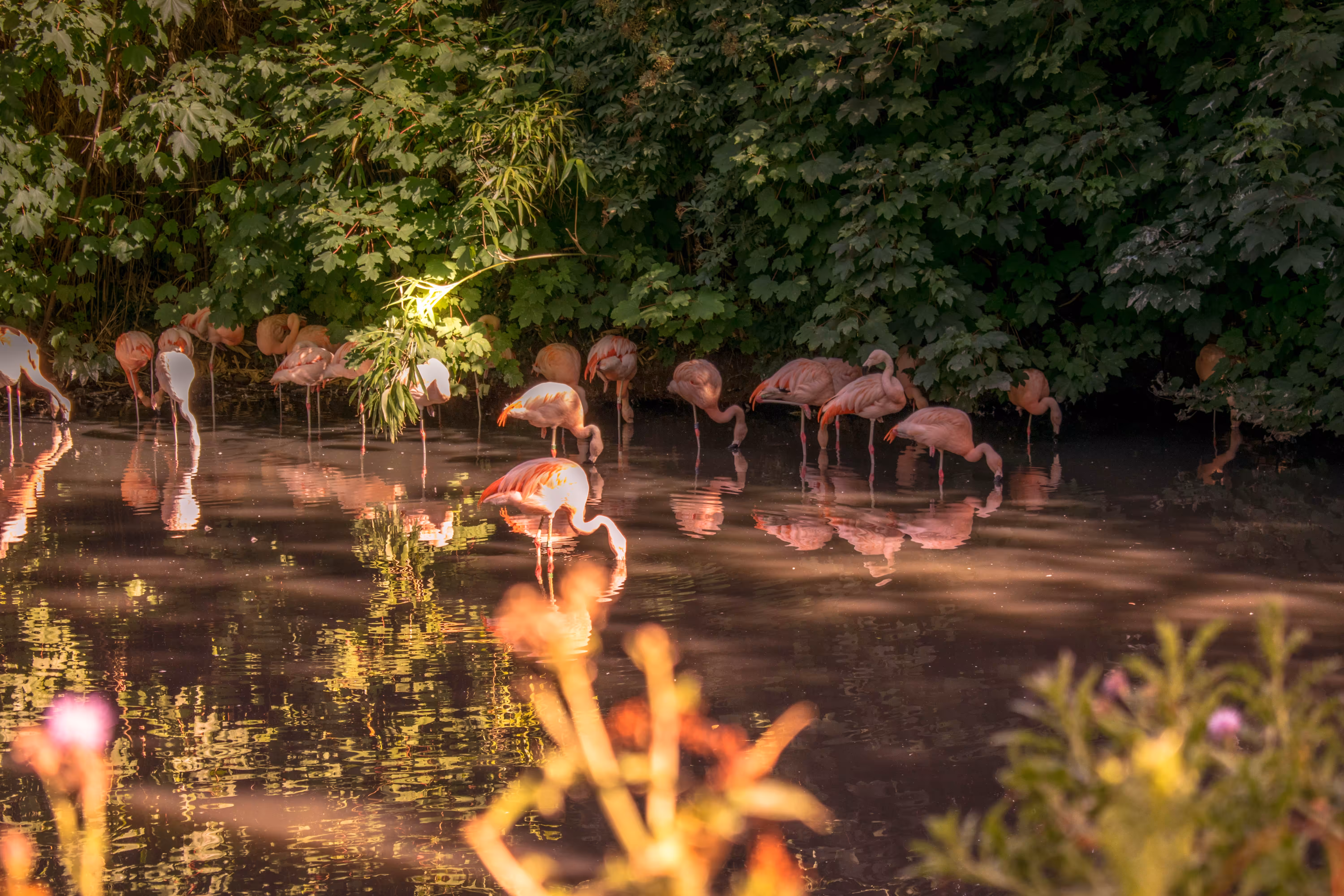 Flamingo