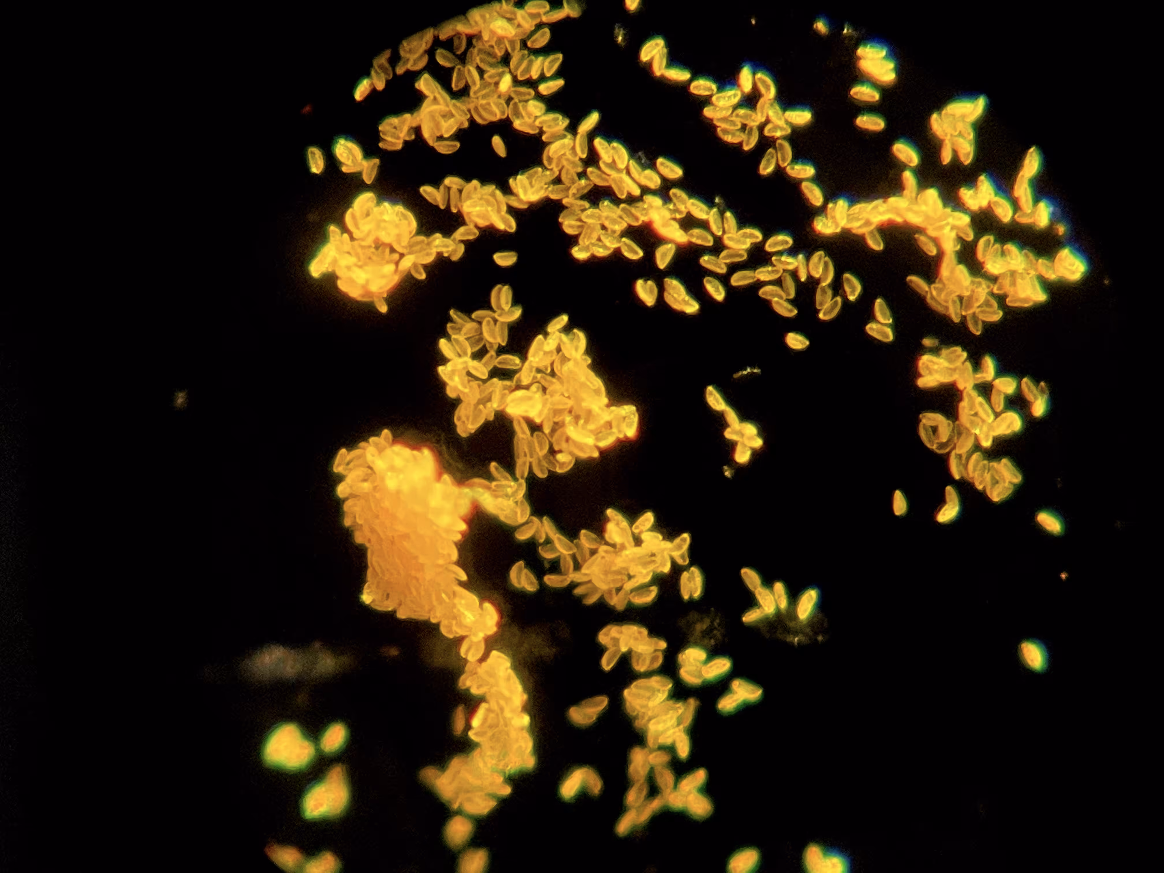 Pollen Patterns