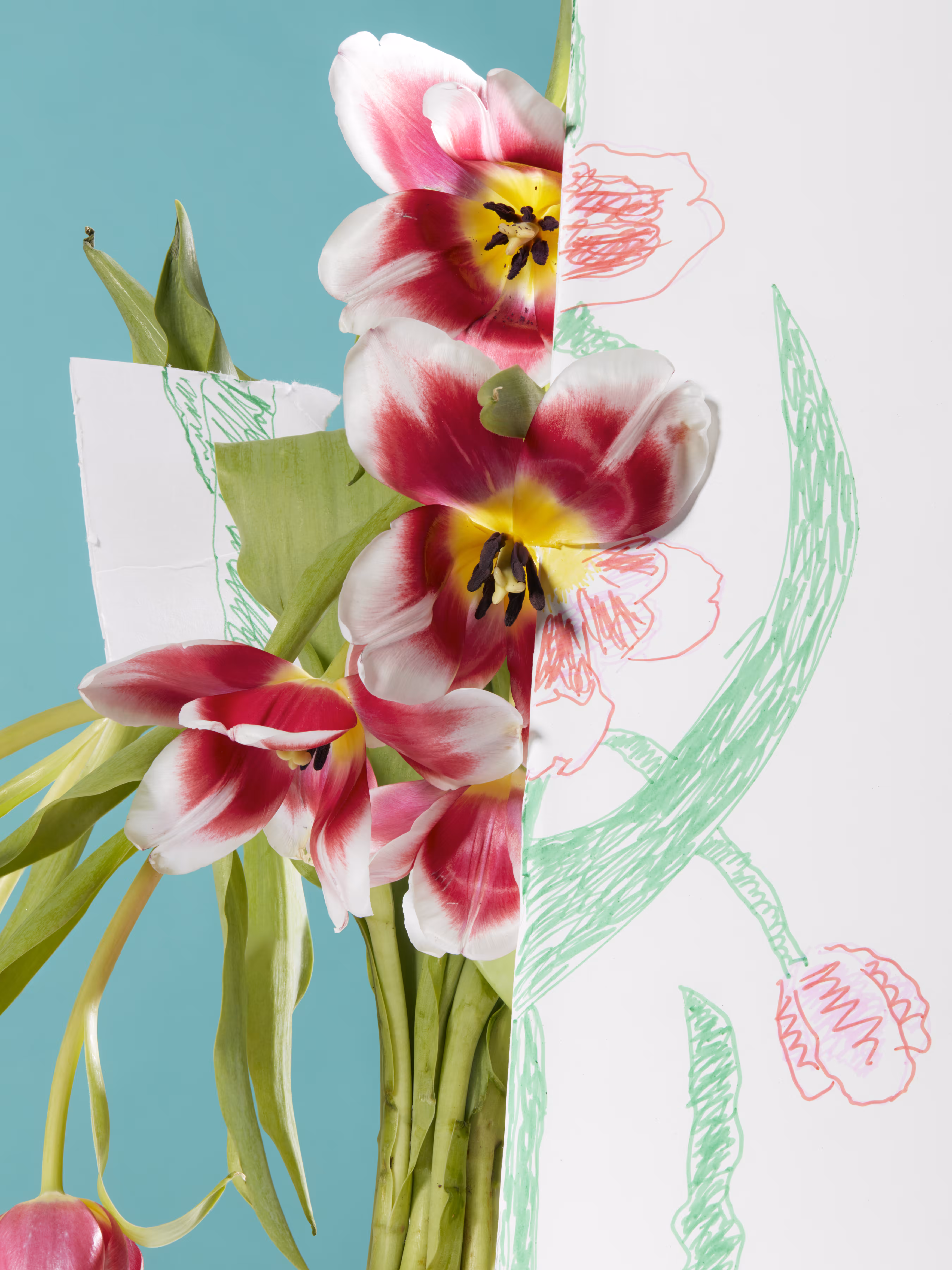 Half Drawn Tulips