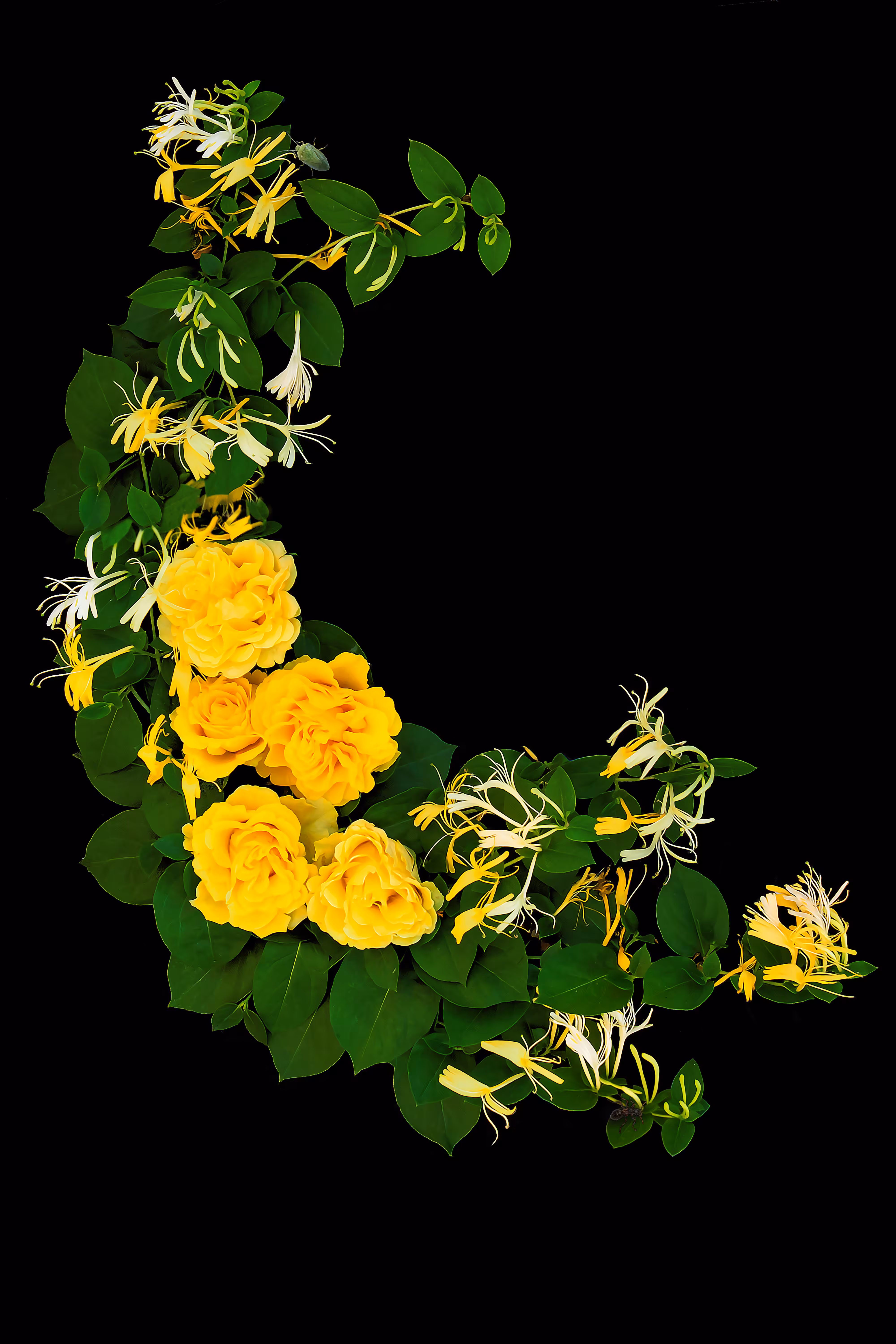 Yellow Joy