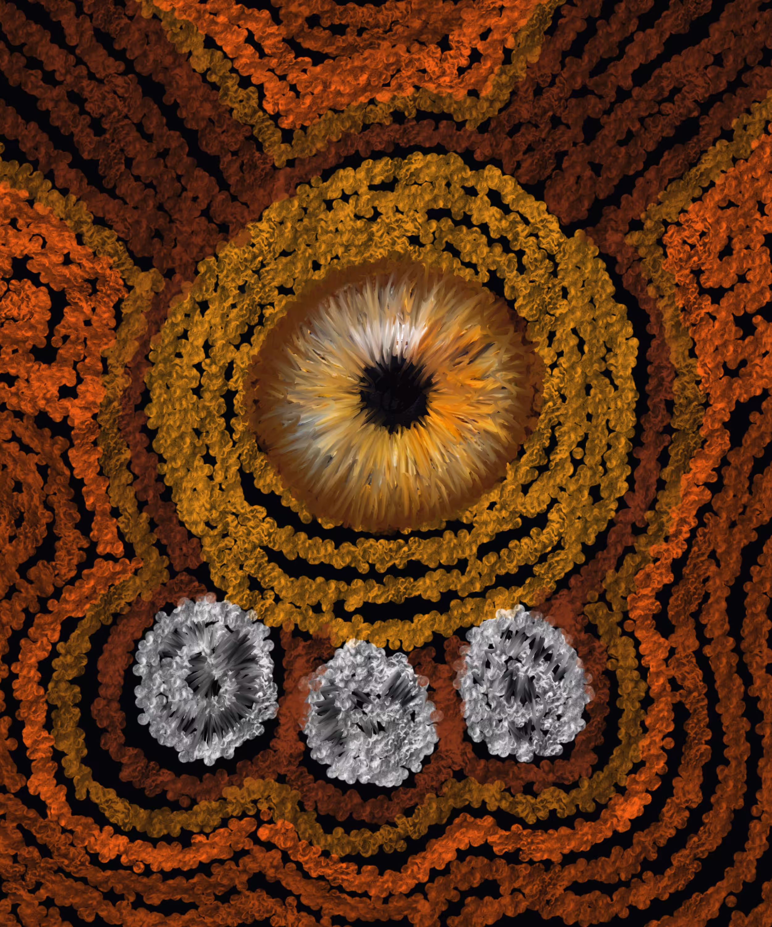 The eye