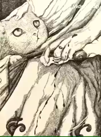 cat and the woman