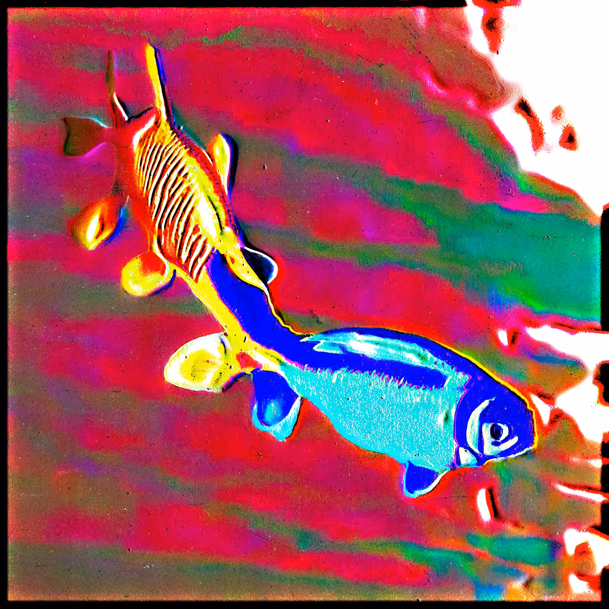 Lacustithys radiatus (56)