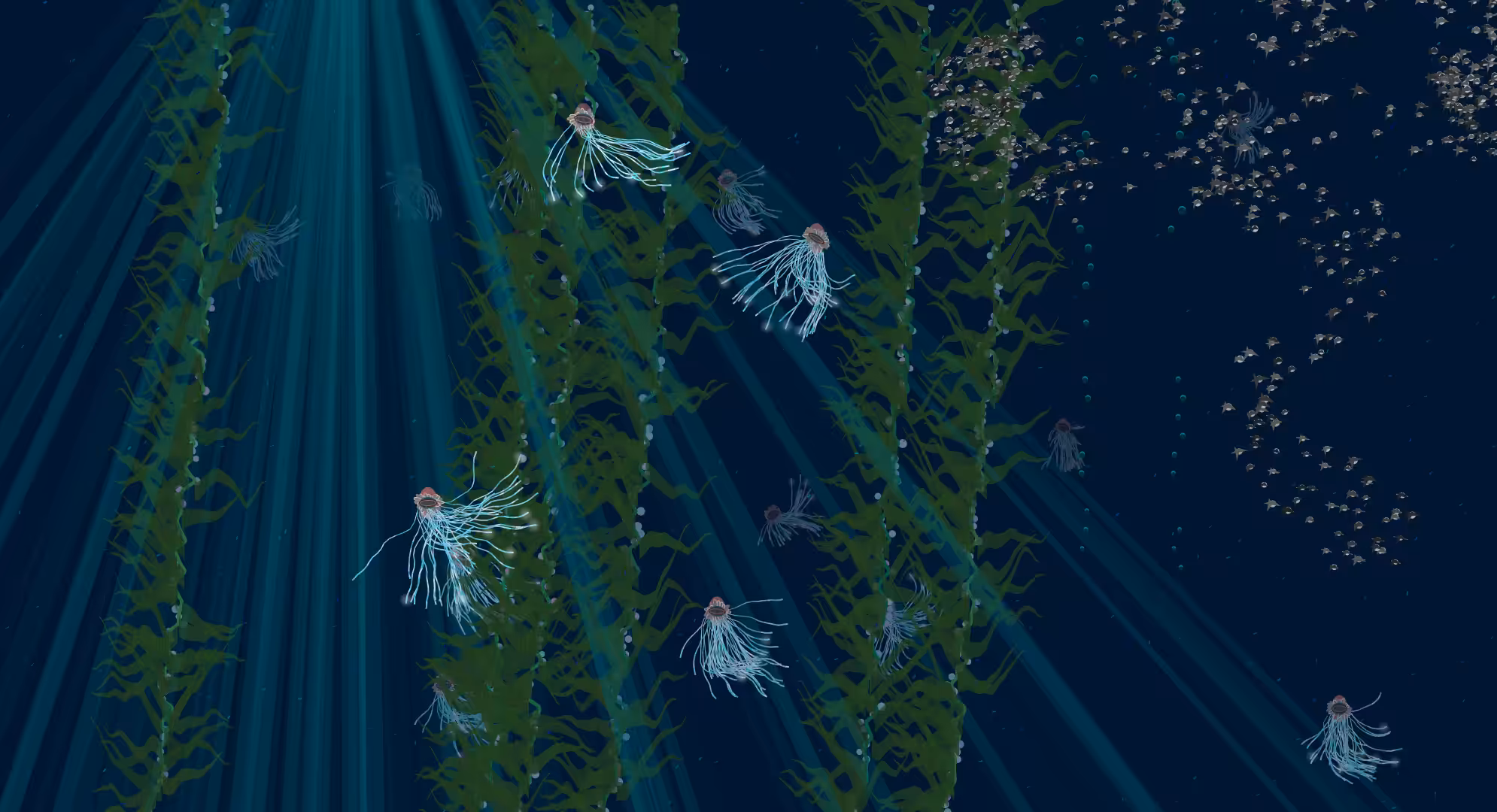 Jellies #2