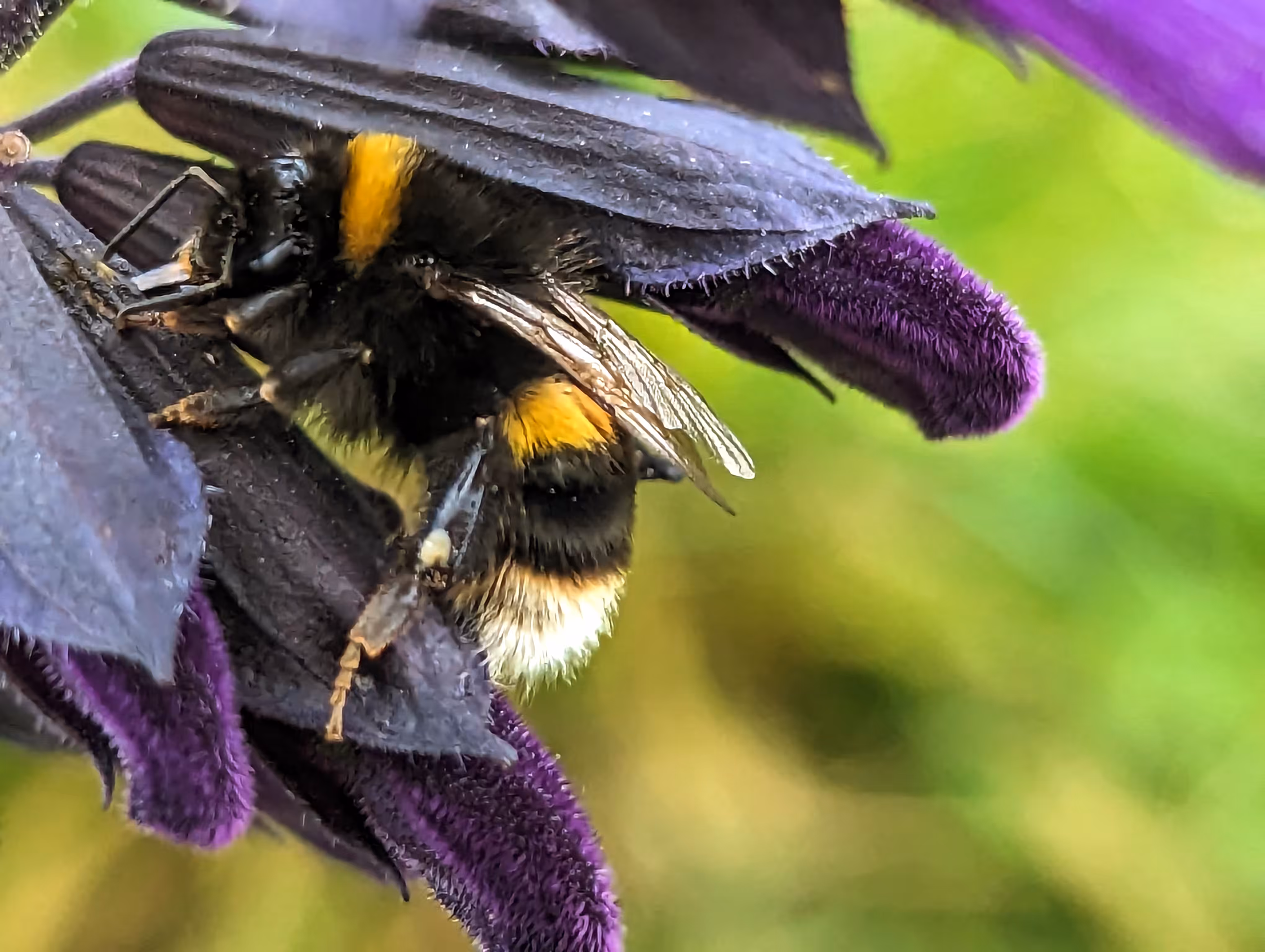 Bride to Bee