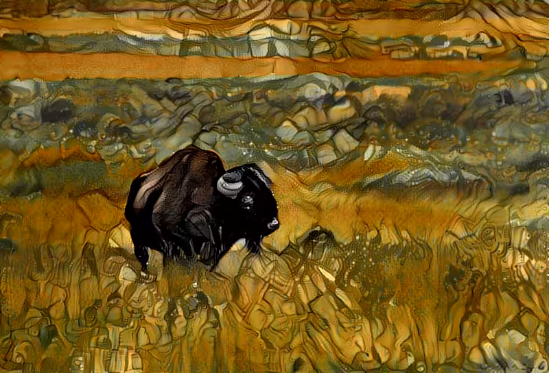 Where the buffalo roam