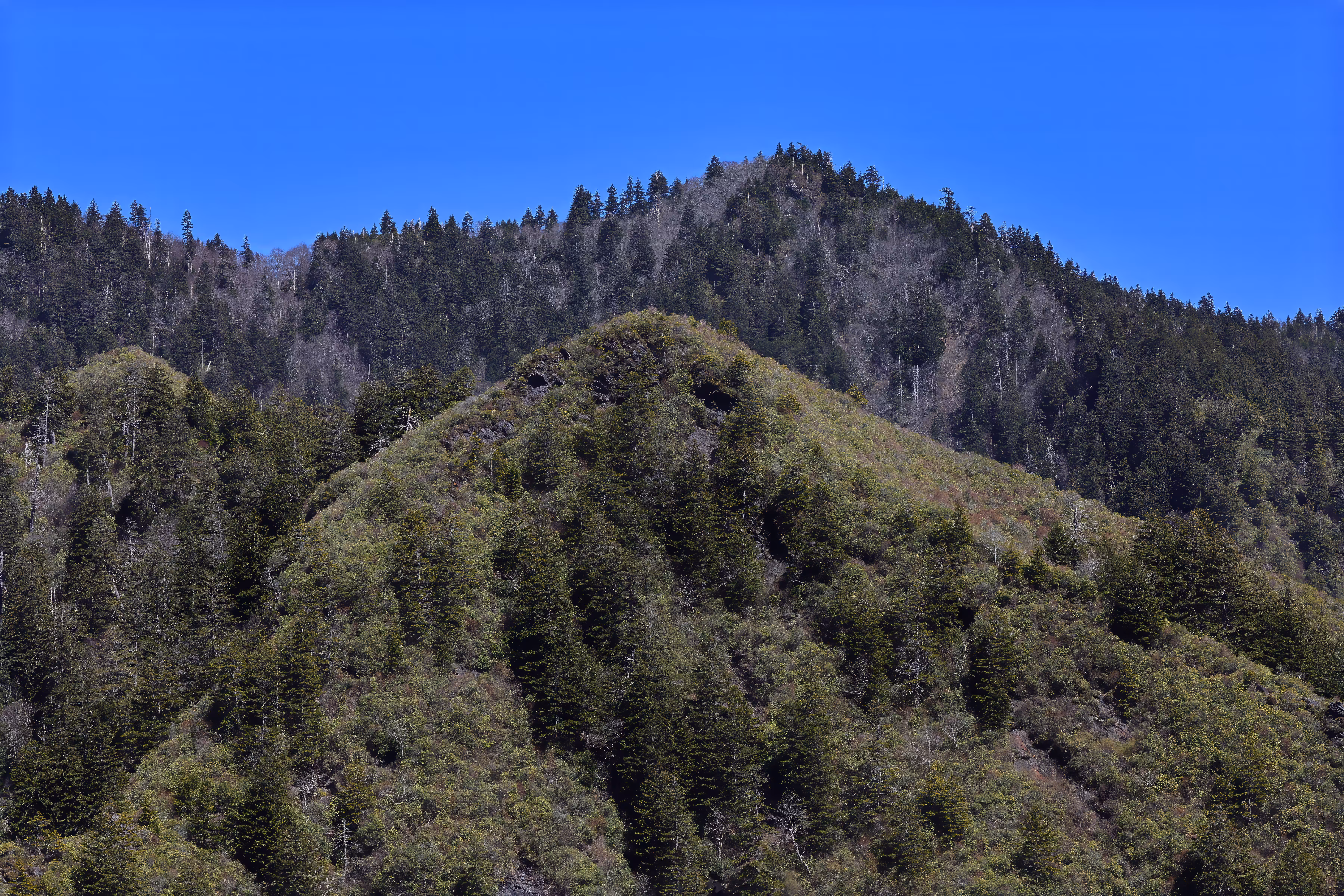 #OneToadPhotography: Smokey Mountains