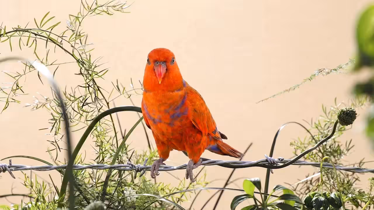 Birds Observations: Zest, In the Tangle