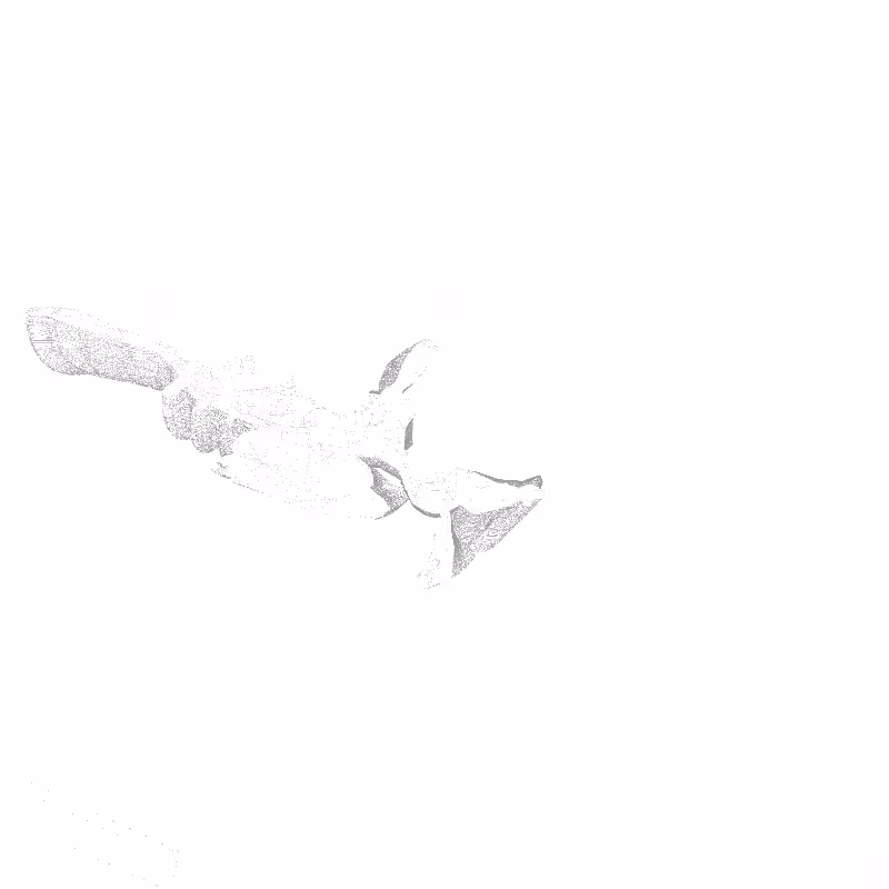 traces #5