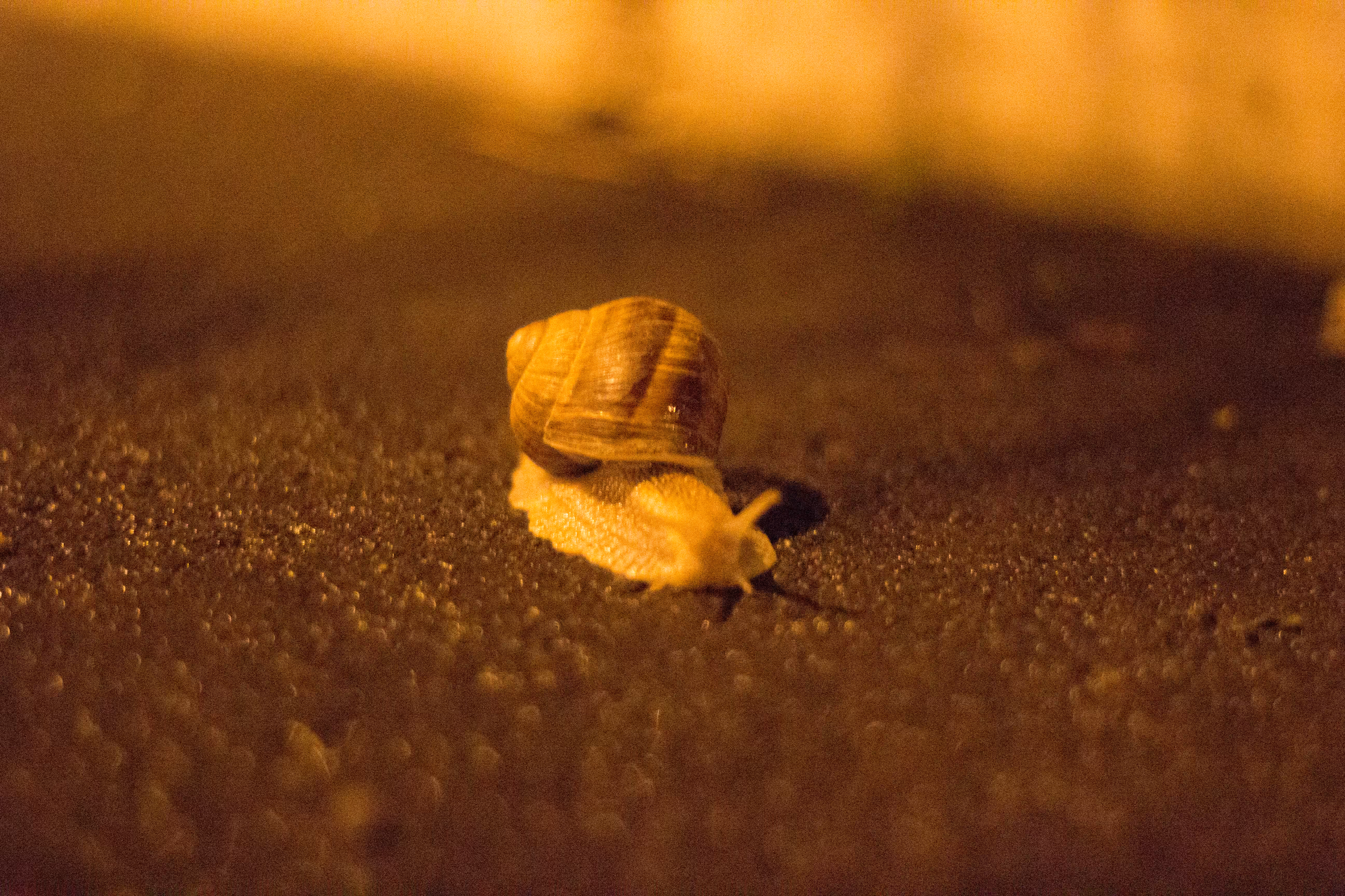 snail