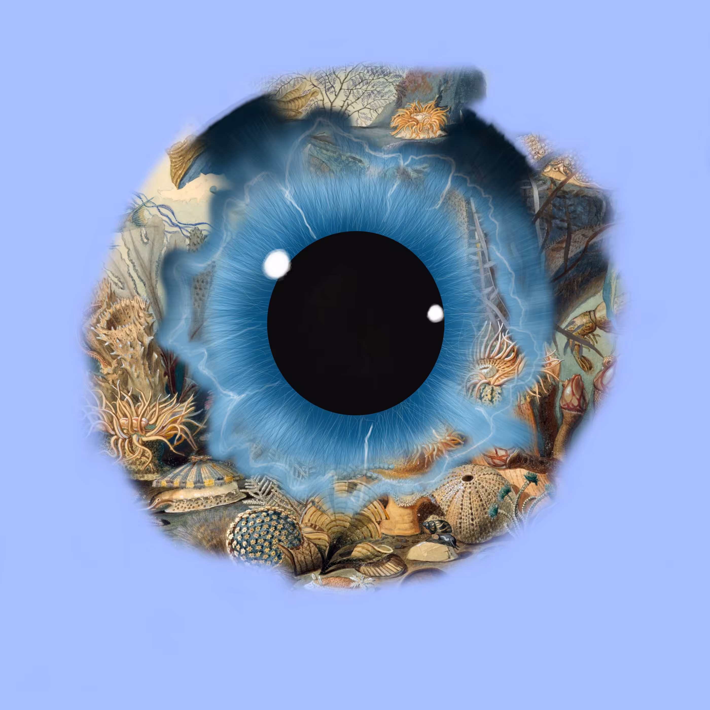 Eyemazing Iris
