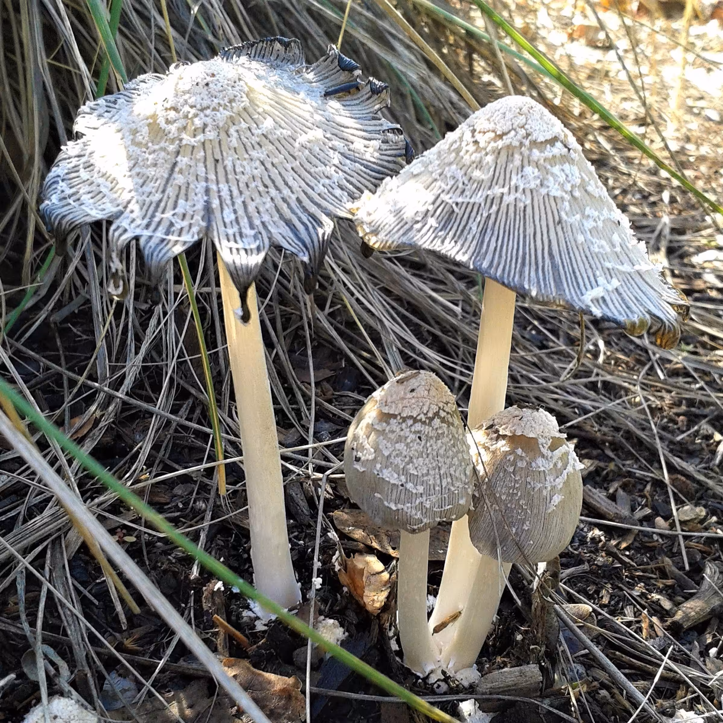 Fungi for the Fairies