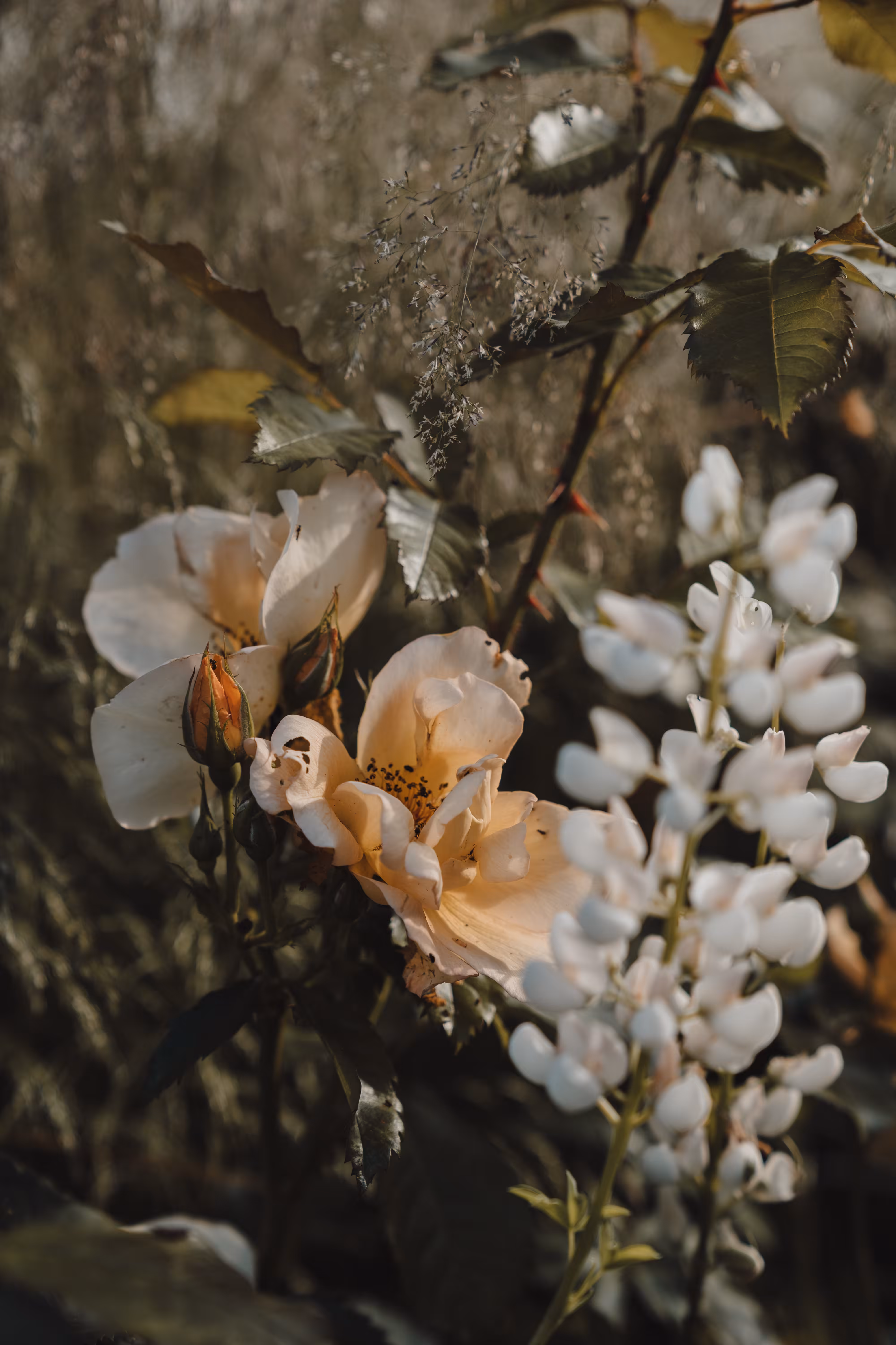 Afternoons in the high garden