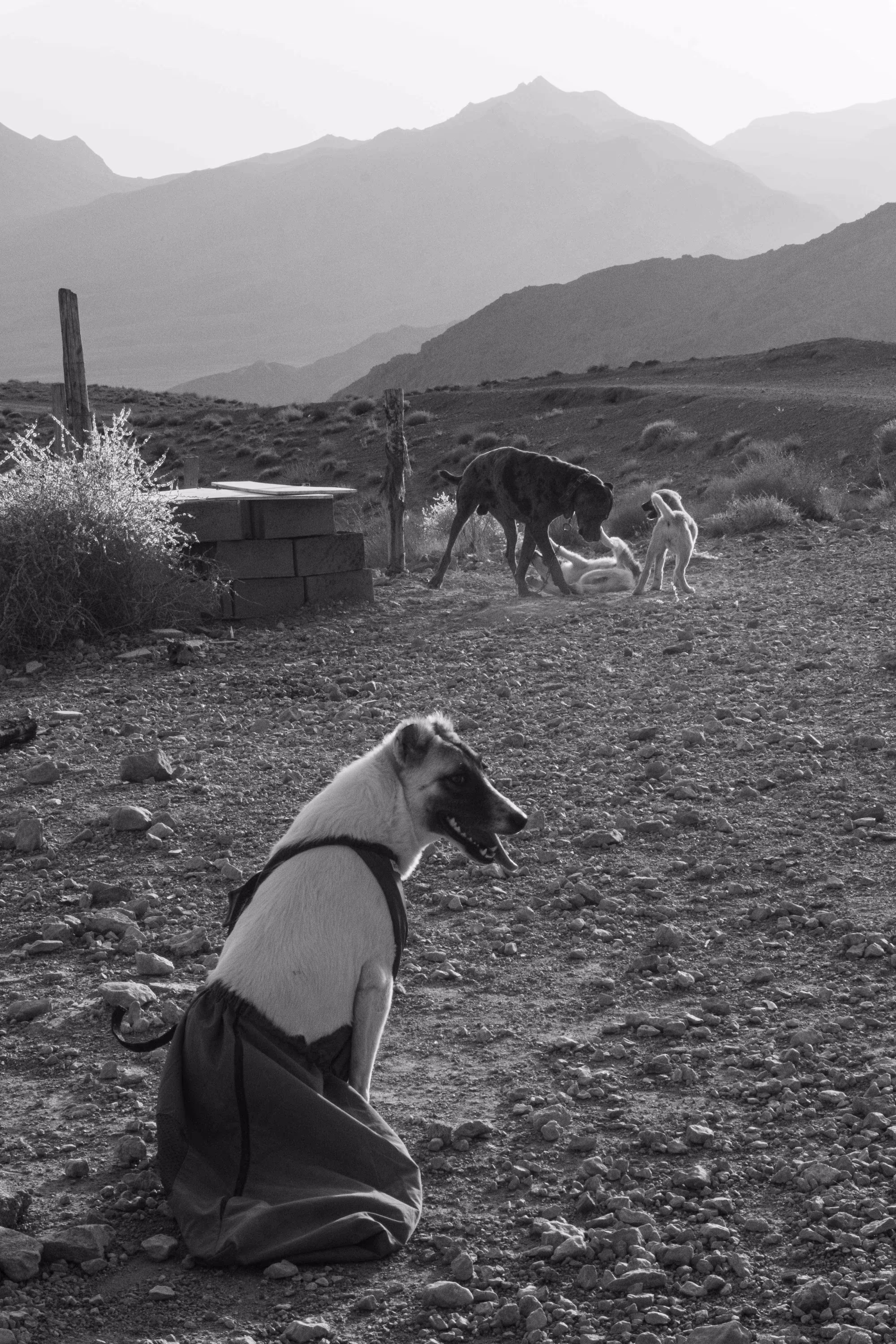 The free dog’s dream/Playing