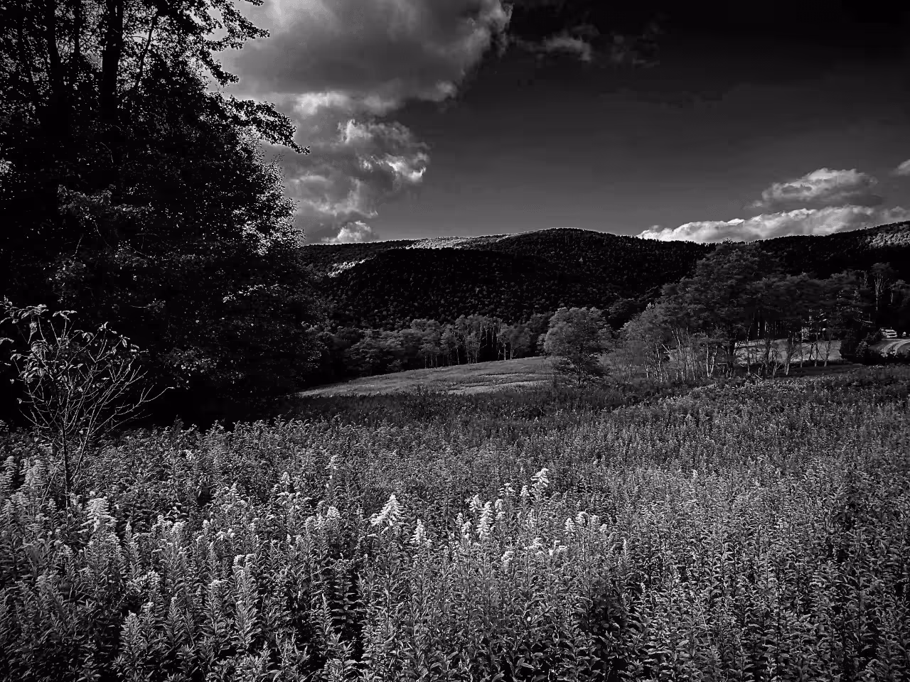 Meadow