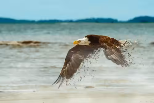 Bald Eagle's Flight