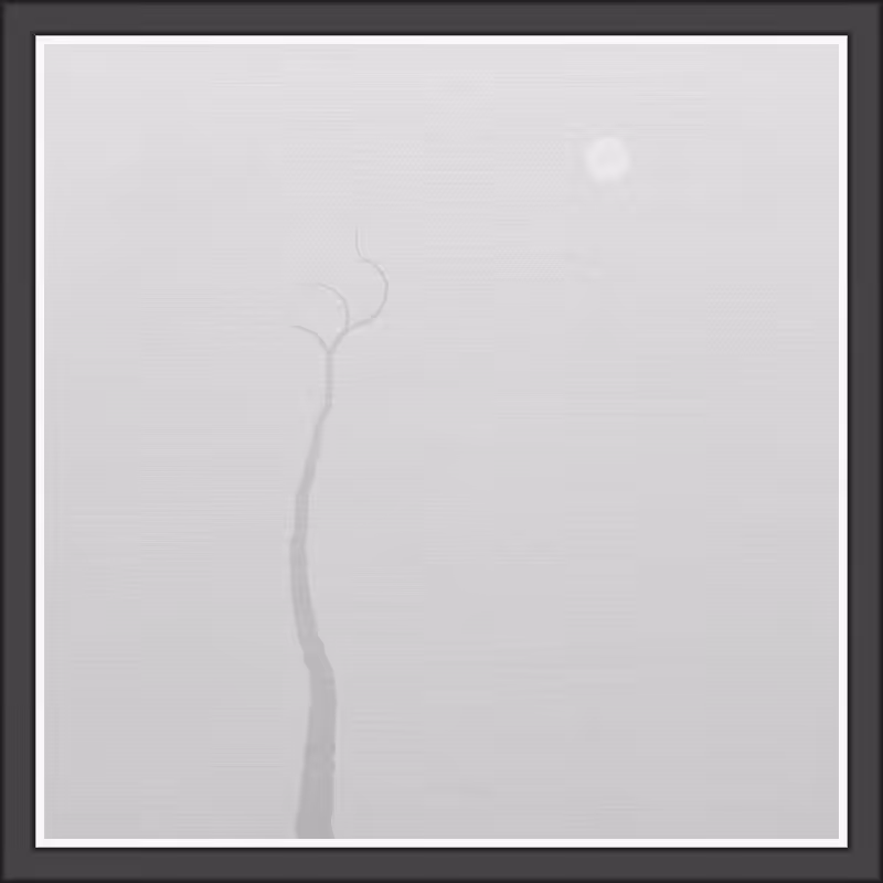 The Foggy Trees #156