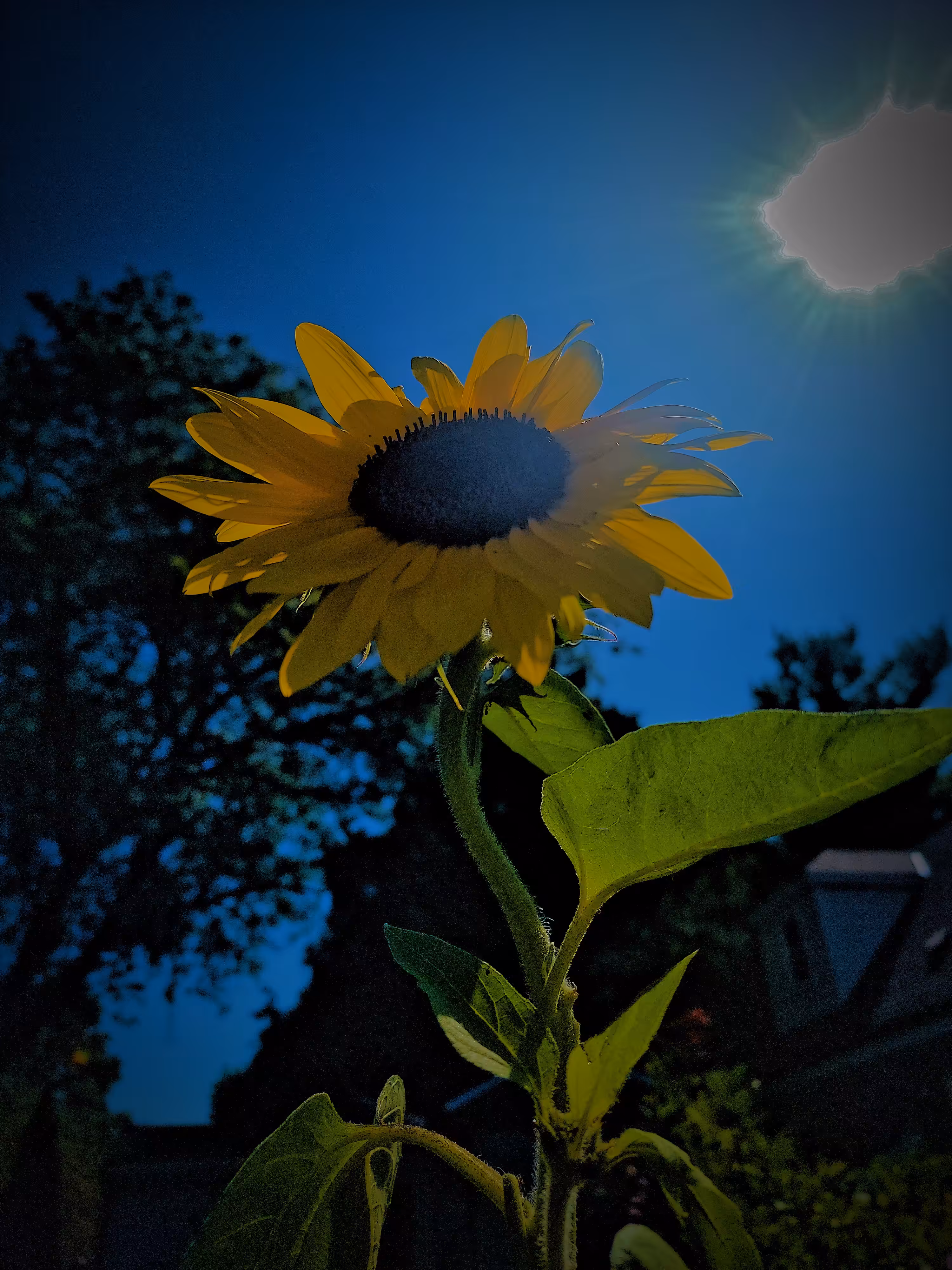 sunflower 