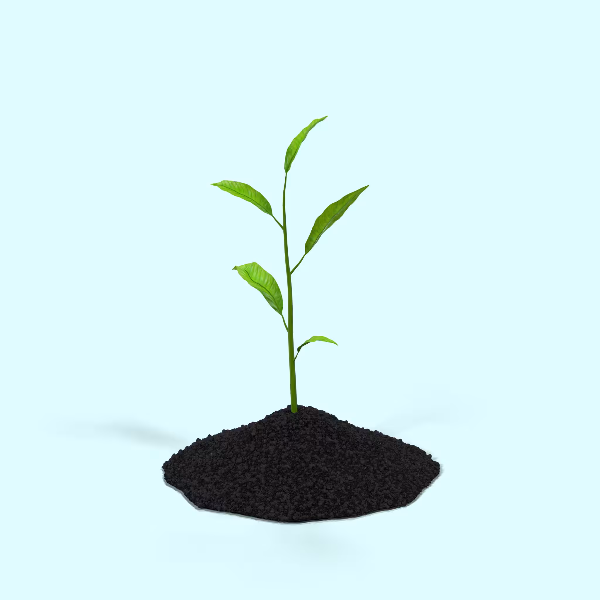 Plant Sprout