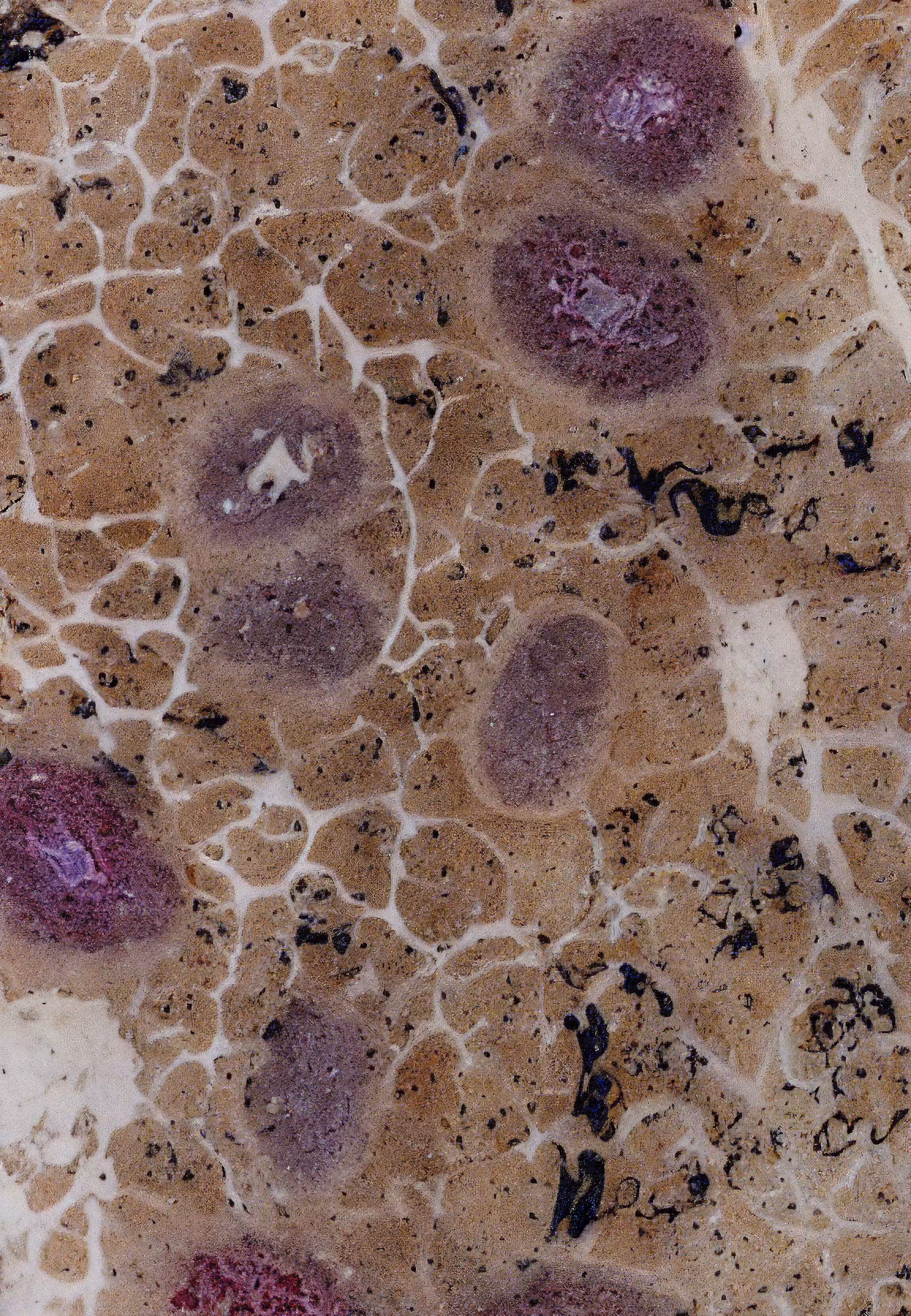 In Vivo, In Vitro, In Silico: Histologia In Silico #37